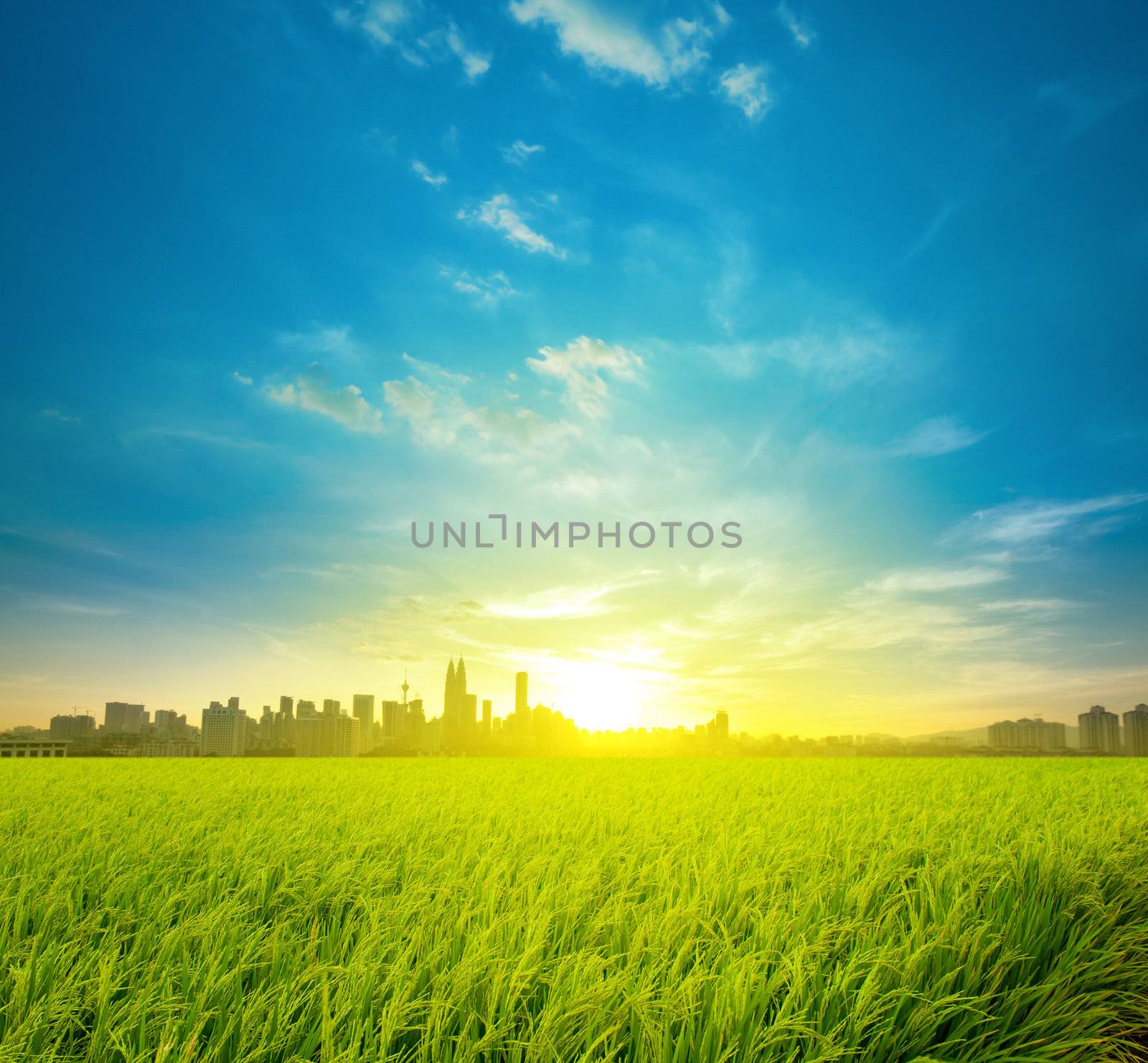 Kuala Lumpur is the capital city of Malaysia, landscape view over rice field plantation farming in morning sunrise