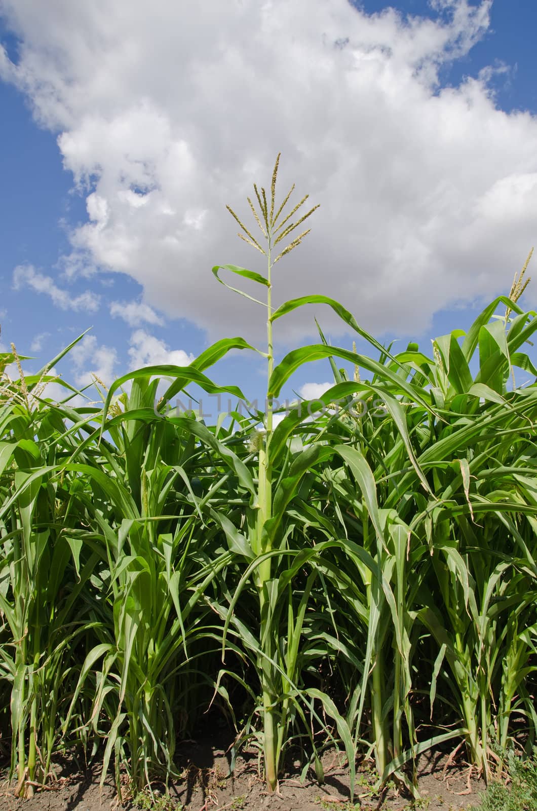 beautiful green maize field by mycola