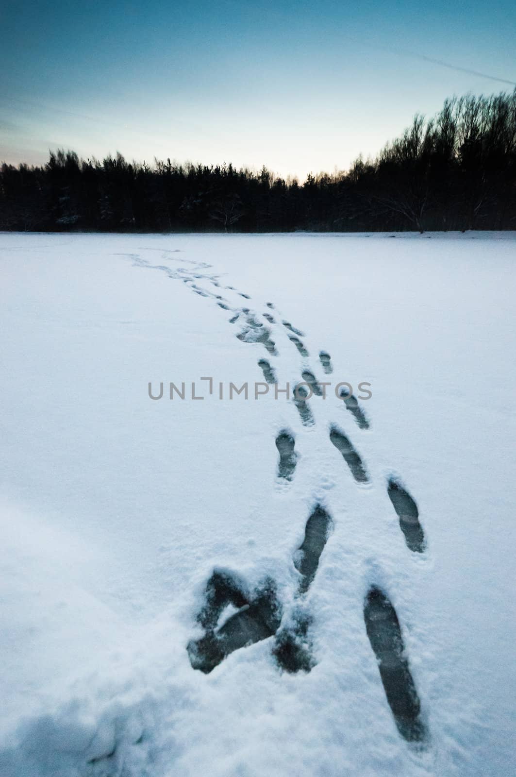 Wet footprints on snow by dmitryelagin