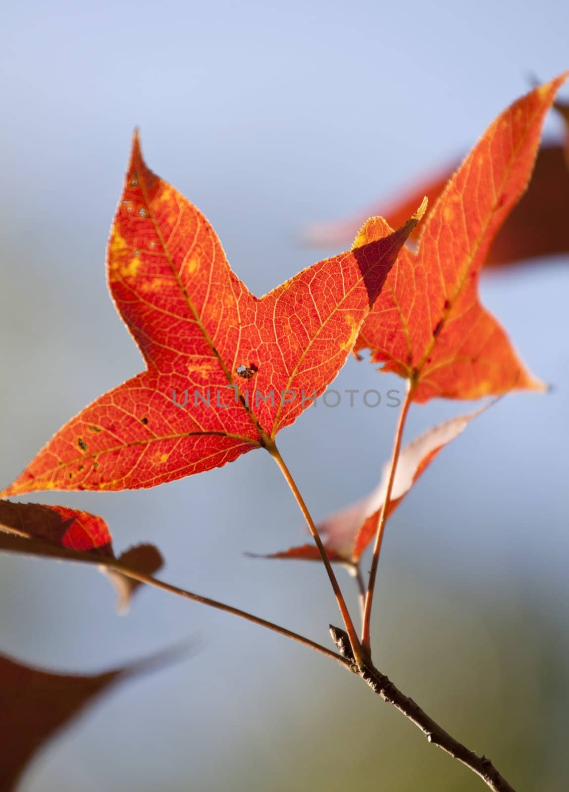 Red leaves under blue sky in autumn