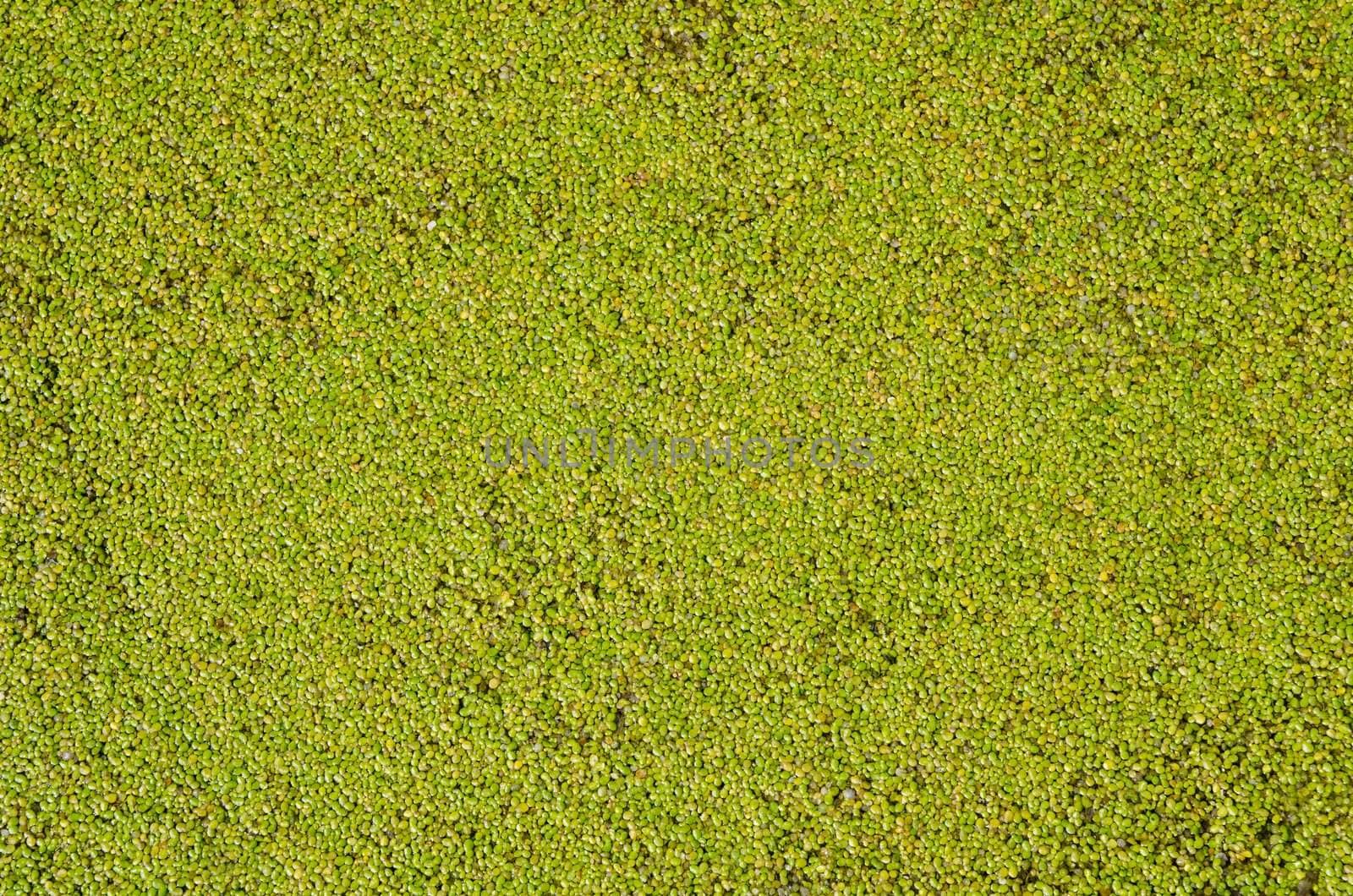 duckweed as good background