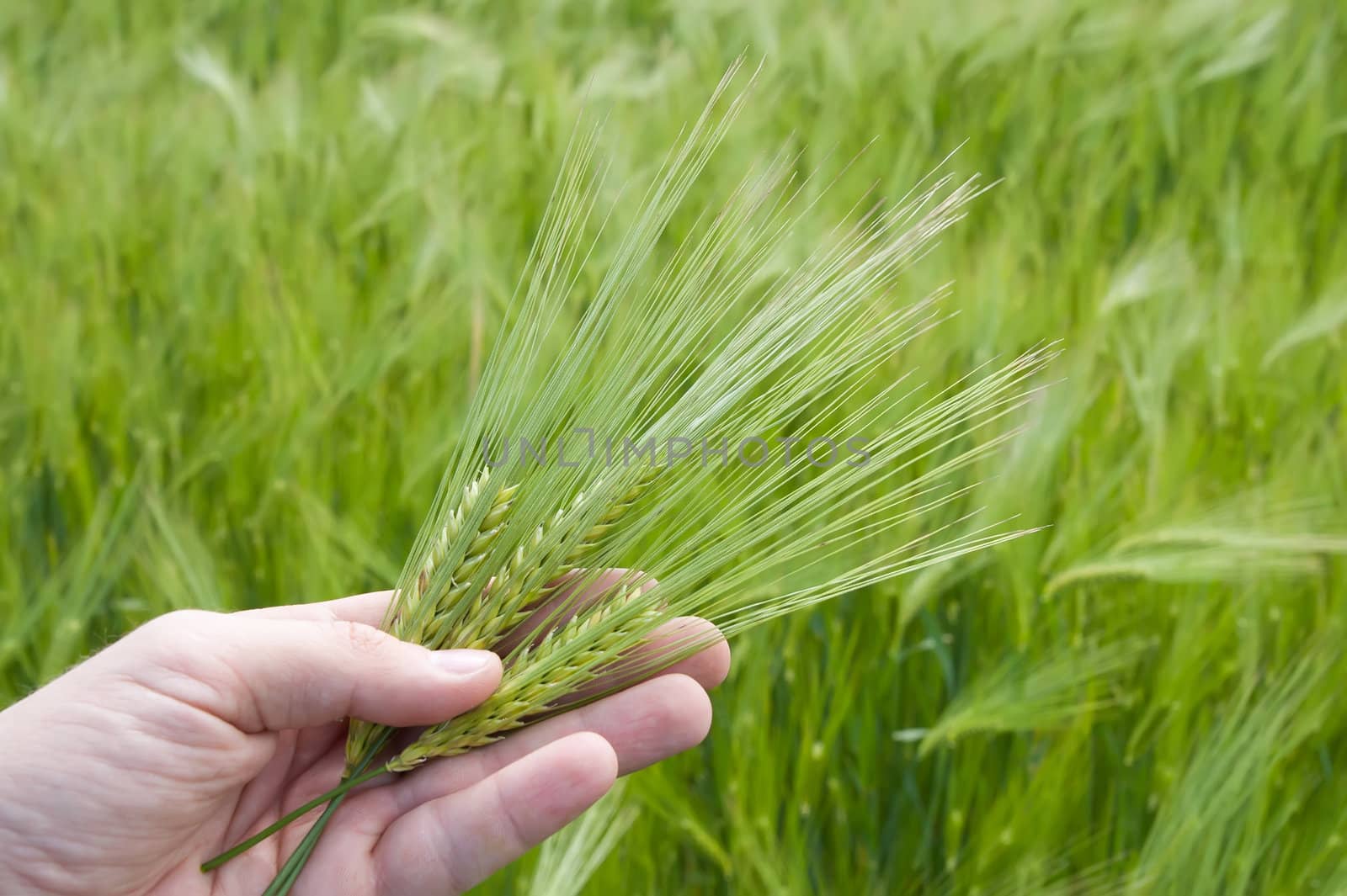 ear of green wheat in hand