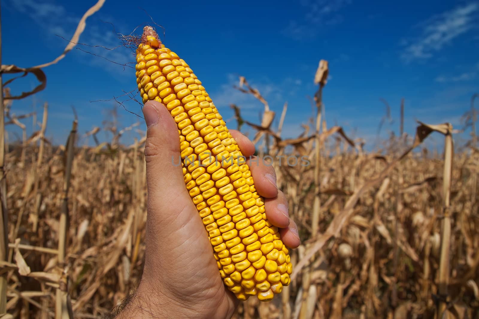 maize in hand over field