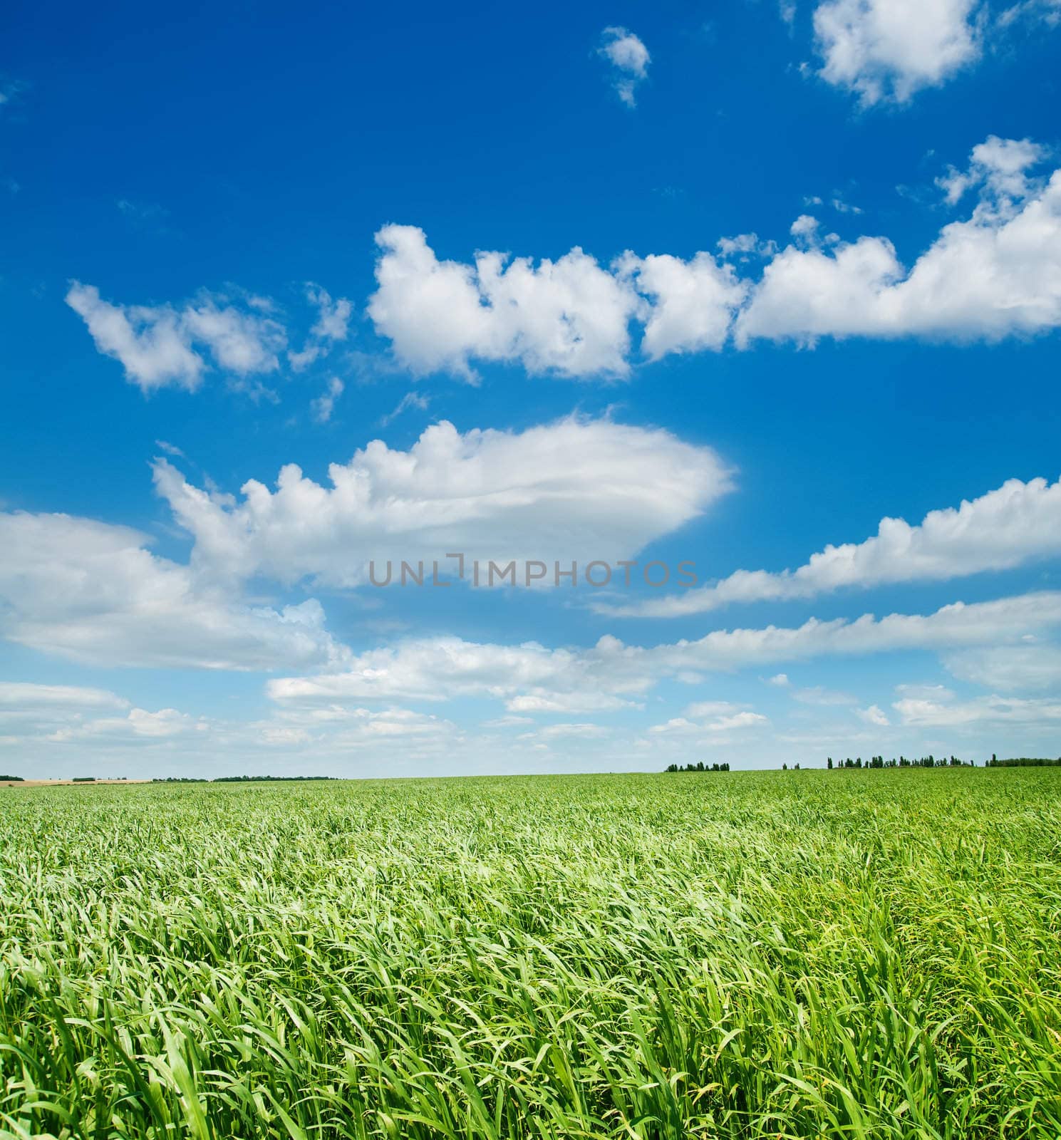 green grass under cloudy sky by mycola