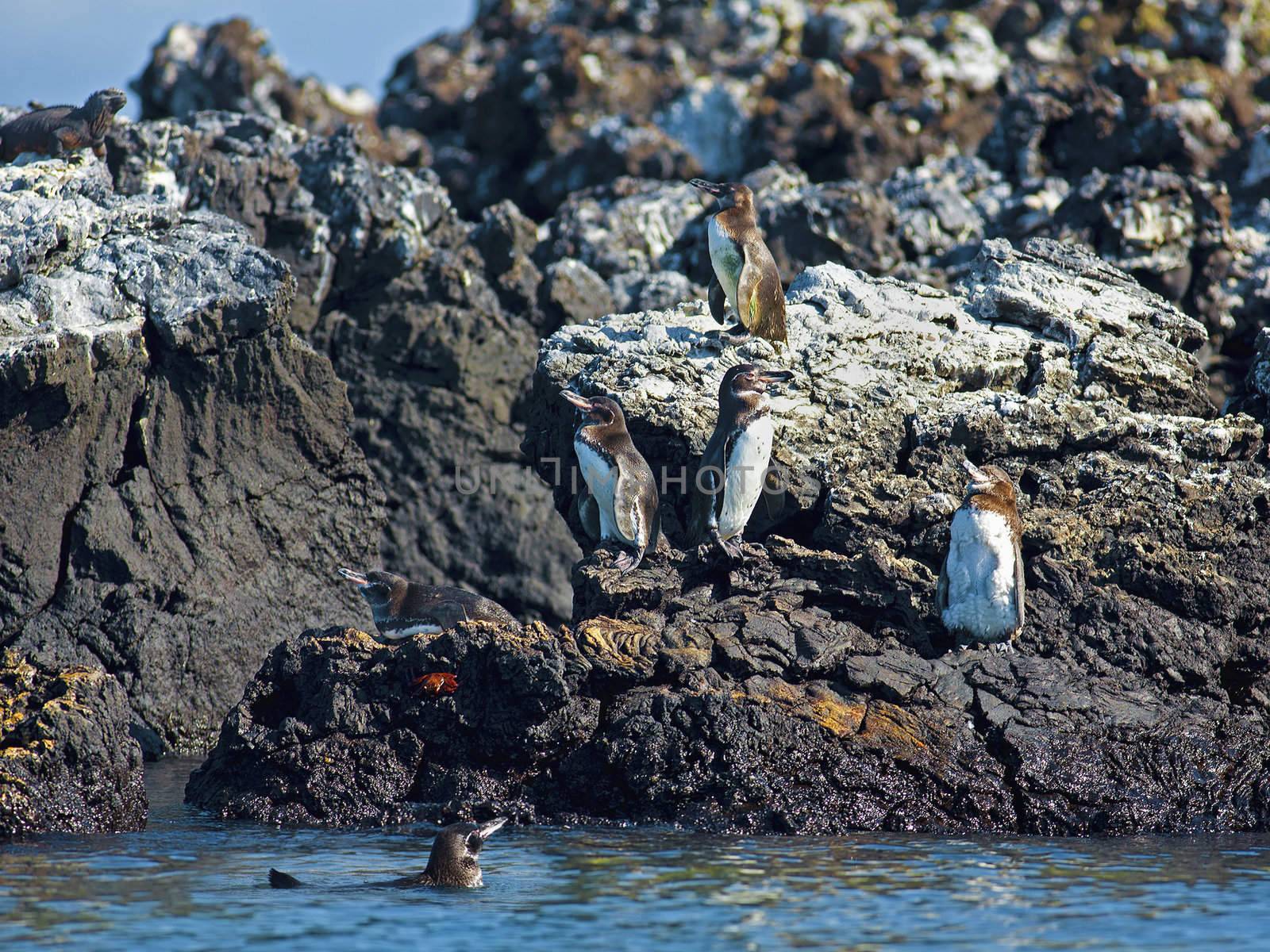 Galapagos Penguins looking around at Isabela, Galapagos