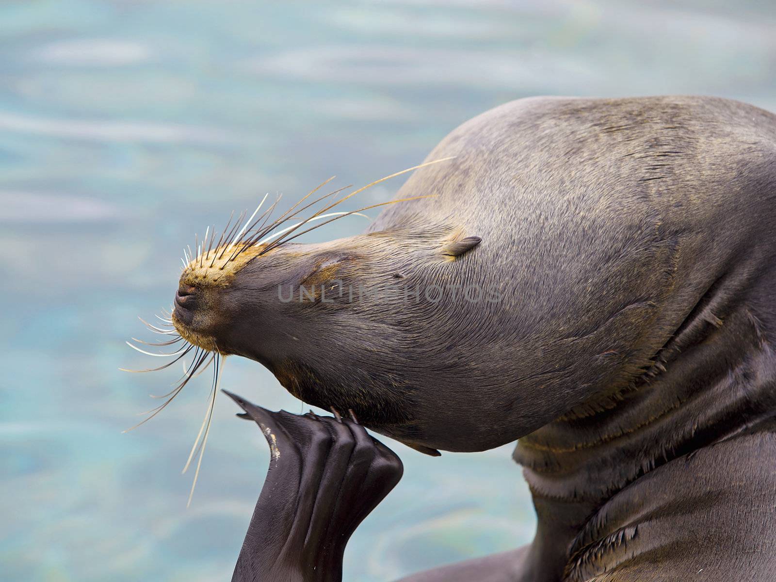 Sea lion scratching his cheek, ocean in the background