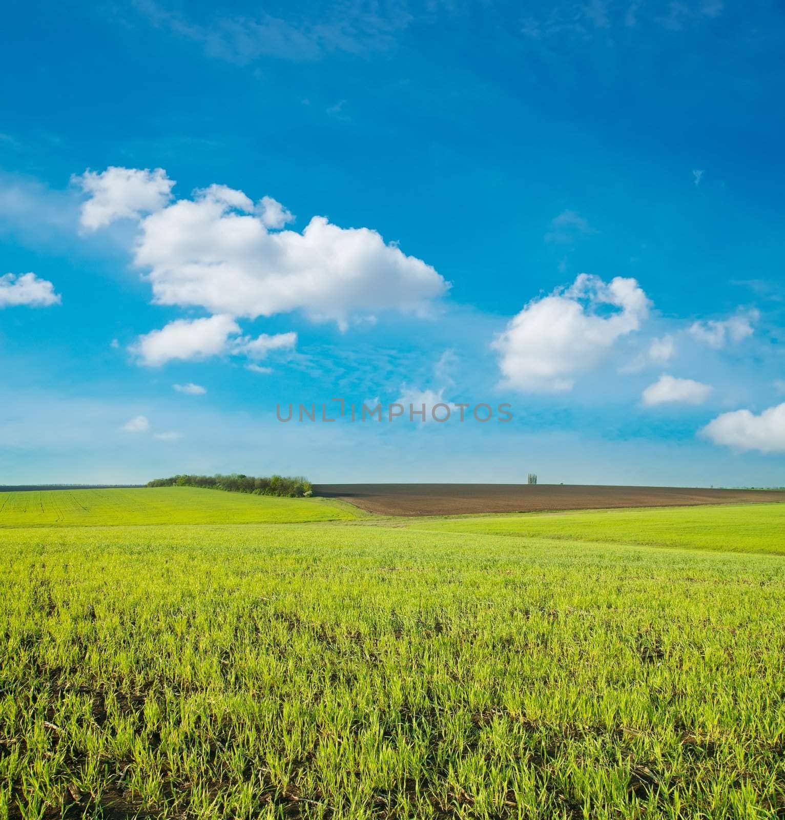 agricultural green field by mycola