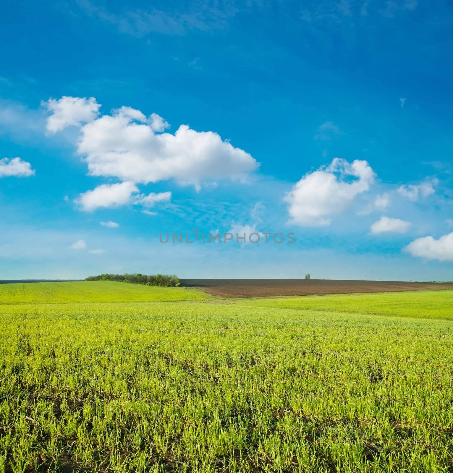 agricultural green field