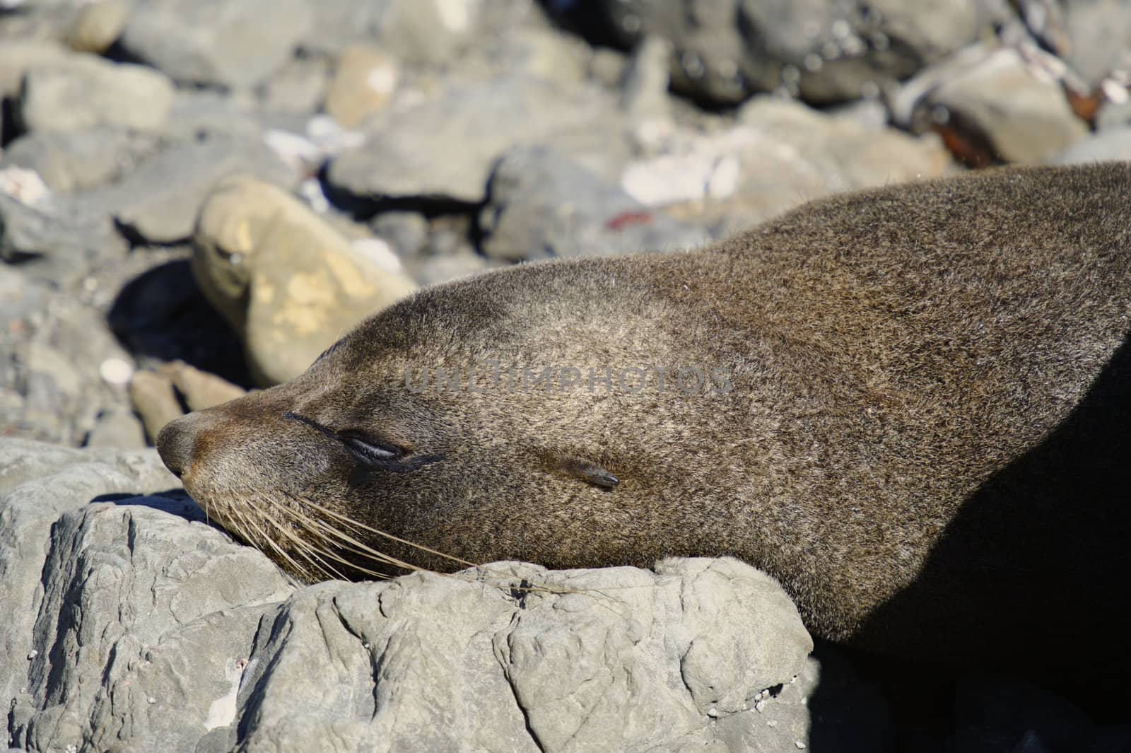 Resting fur seal at the Kaikoura Coast, South Island, New Zealand.