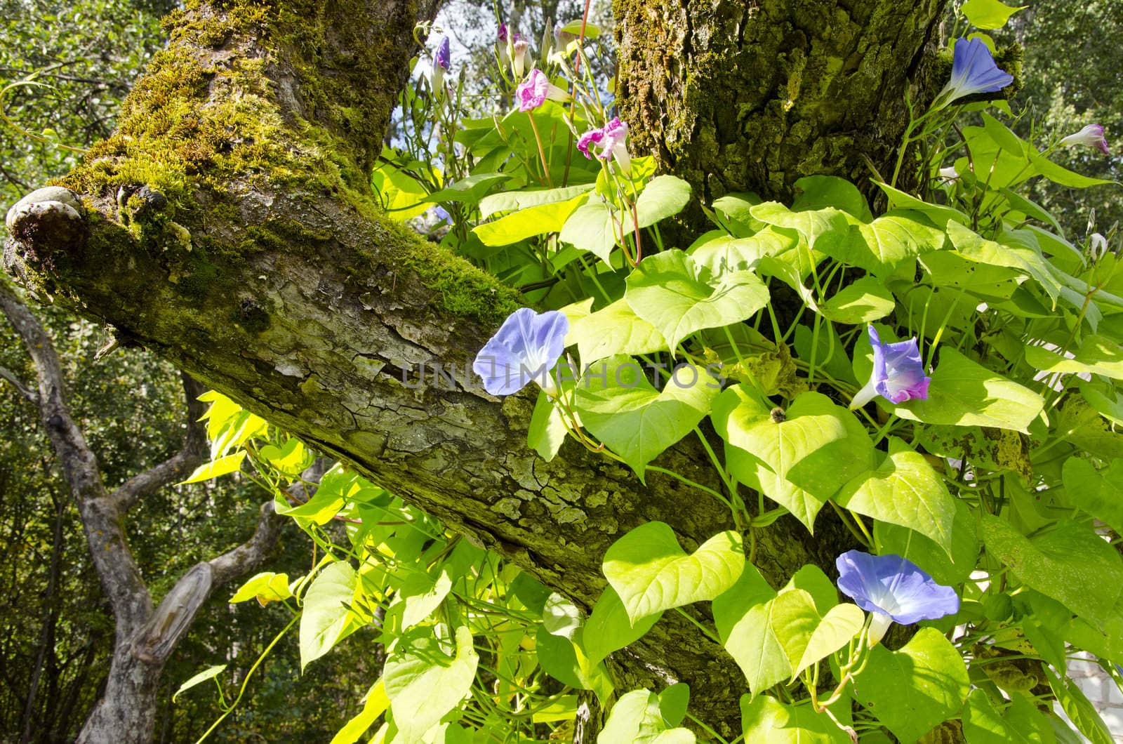 Blooming clematis flower creeper growing on an old apple tree trunk.