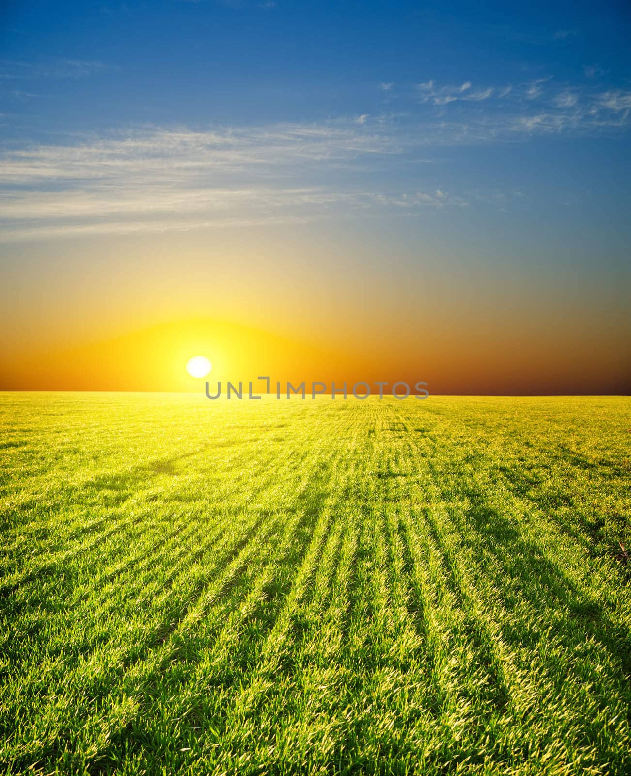 sunset over field with green grass