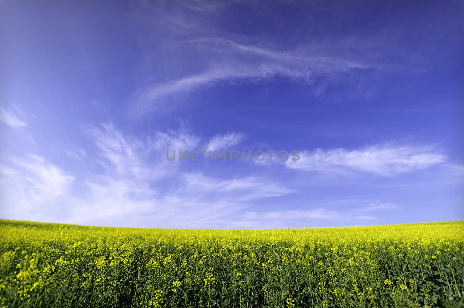 rapeseed field  in summertime