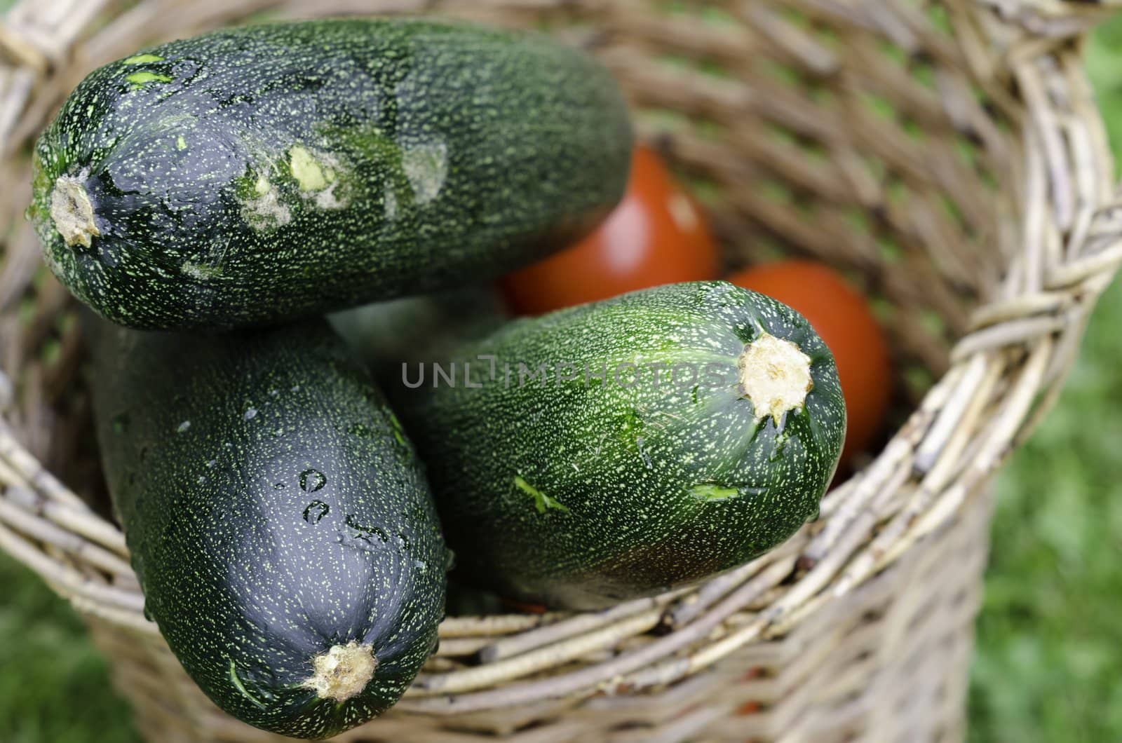 fresh picked zuchini and tomatoes in basket