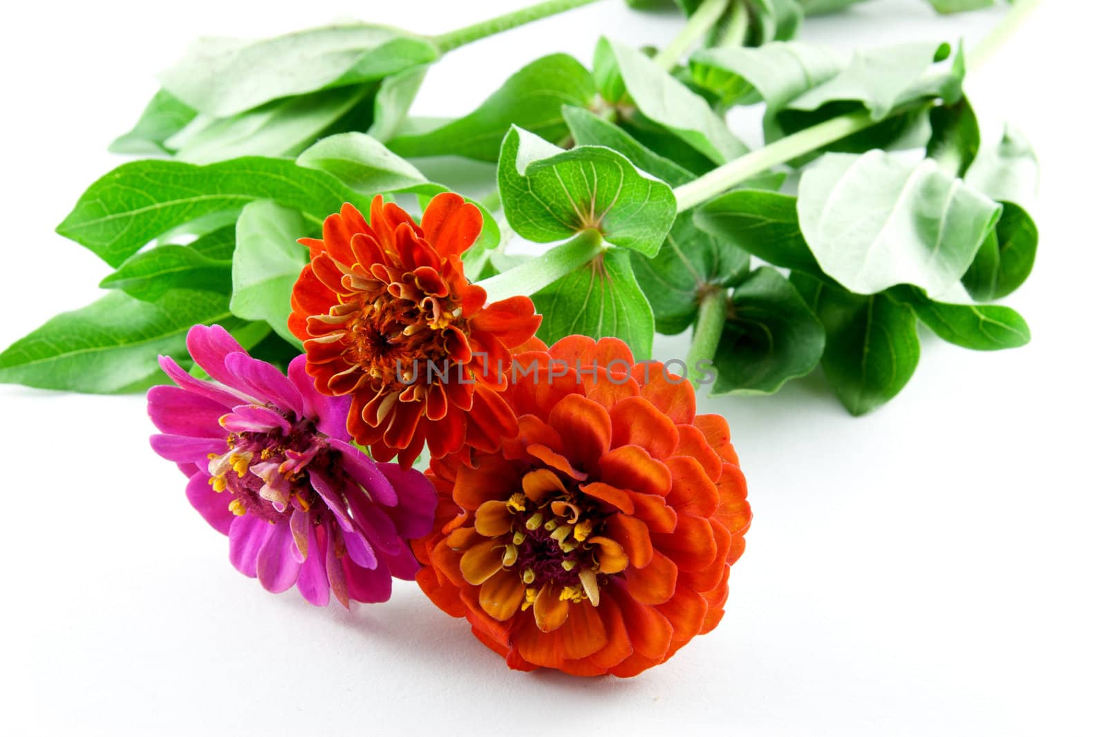 Red Zinnias (Zinnia peruviana) on a white background