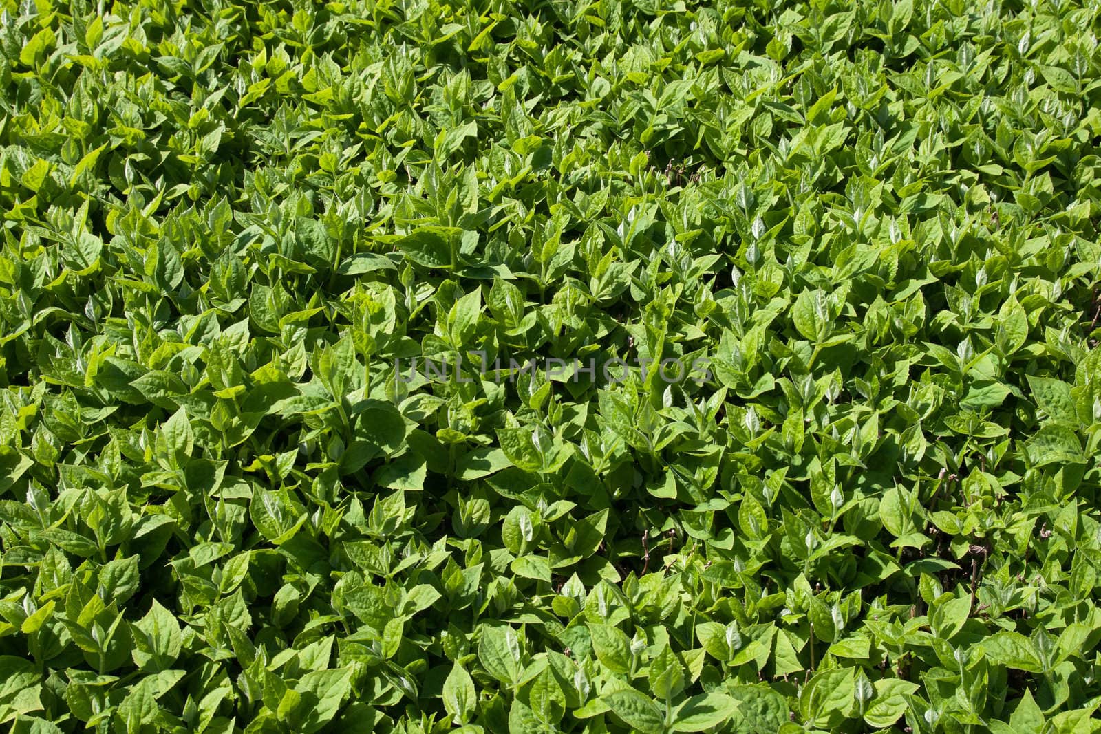 Background from live jasmine (Philadelphus coronarius) leaves