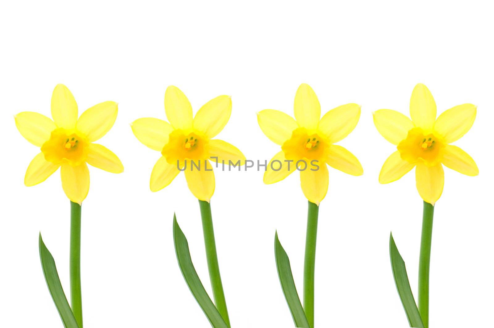 Spring daffodils isolated against white