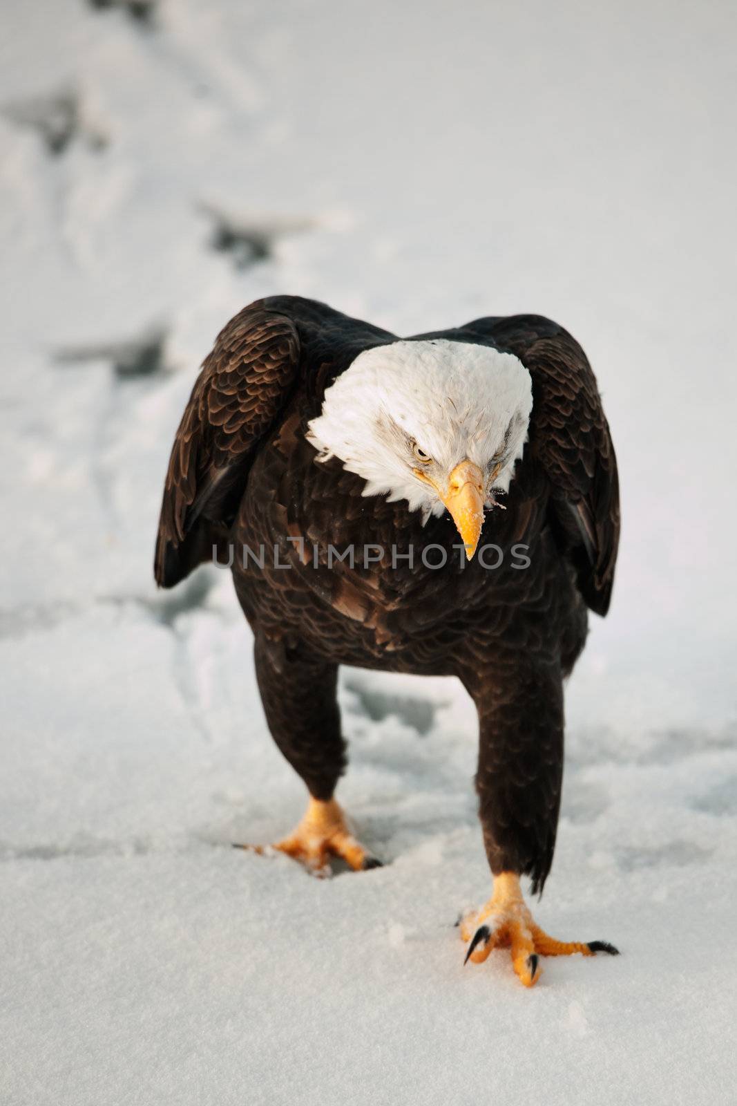 The bald eagle goes on snow, leaving traces.