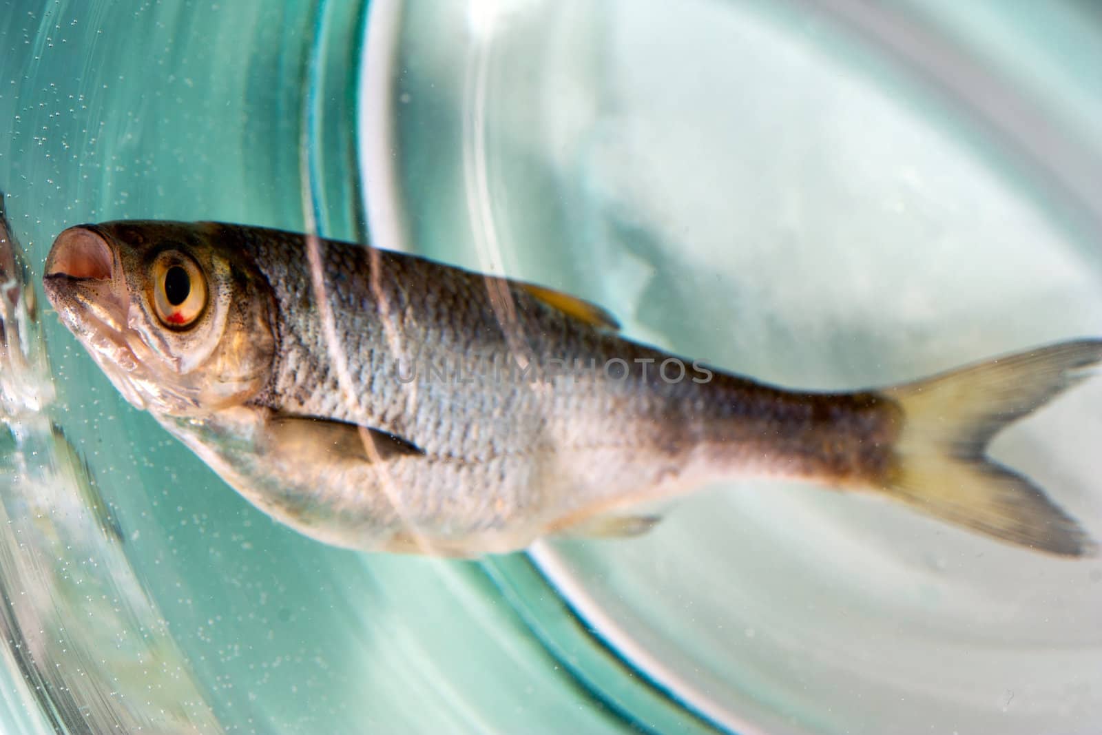 Fish dead roech side swimming bubble - industrial pollution