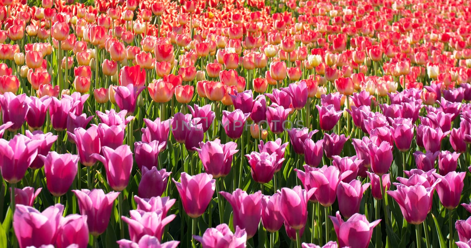 flower tulips purple and red spring bed