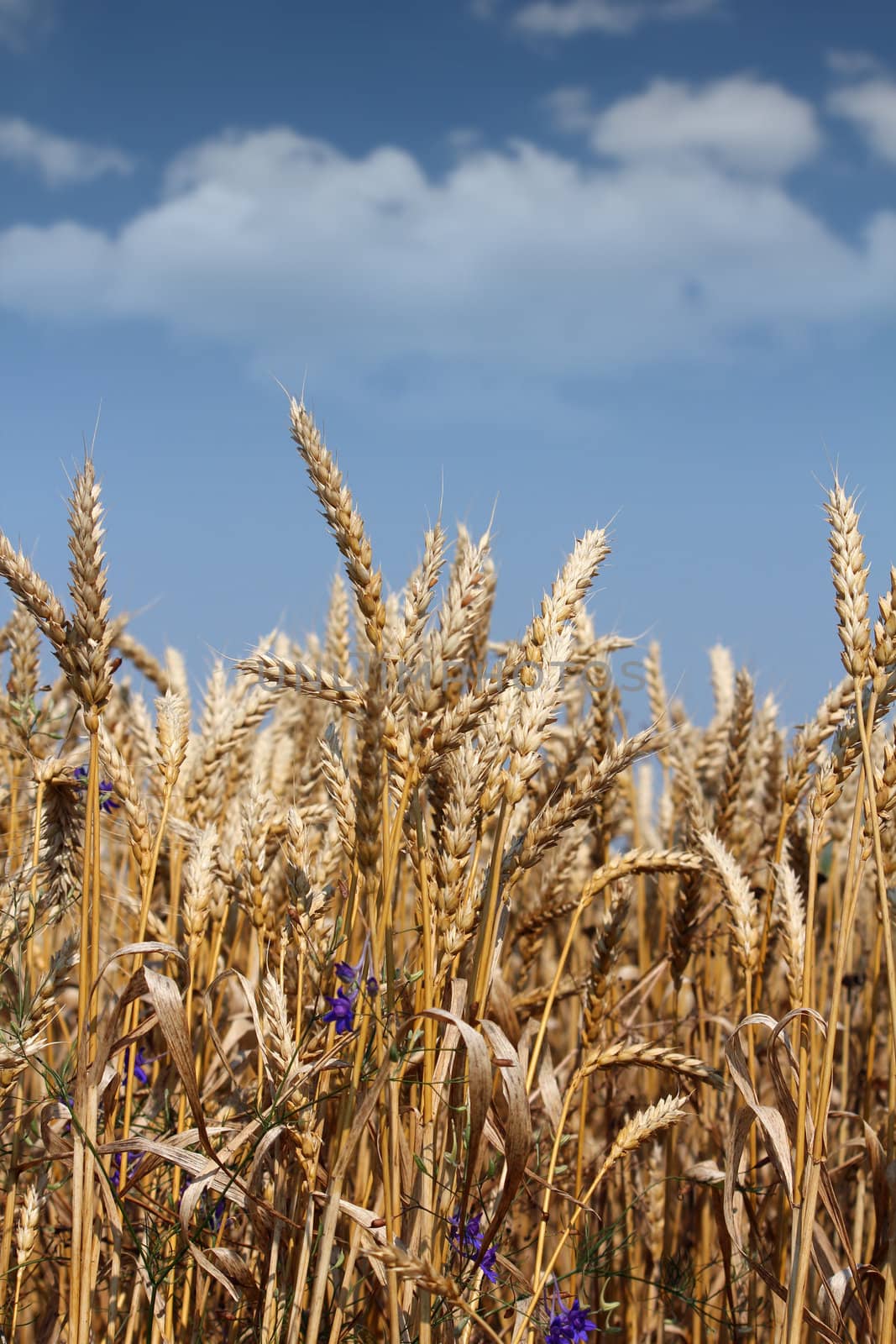 golden wheat and blue sky by goce