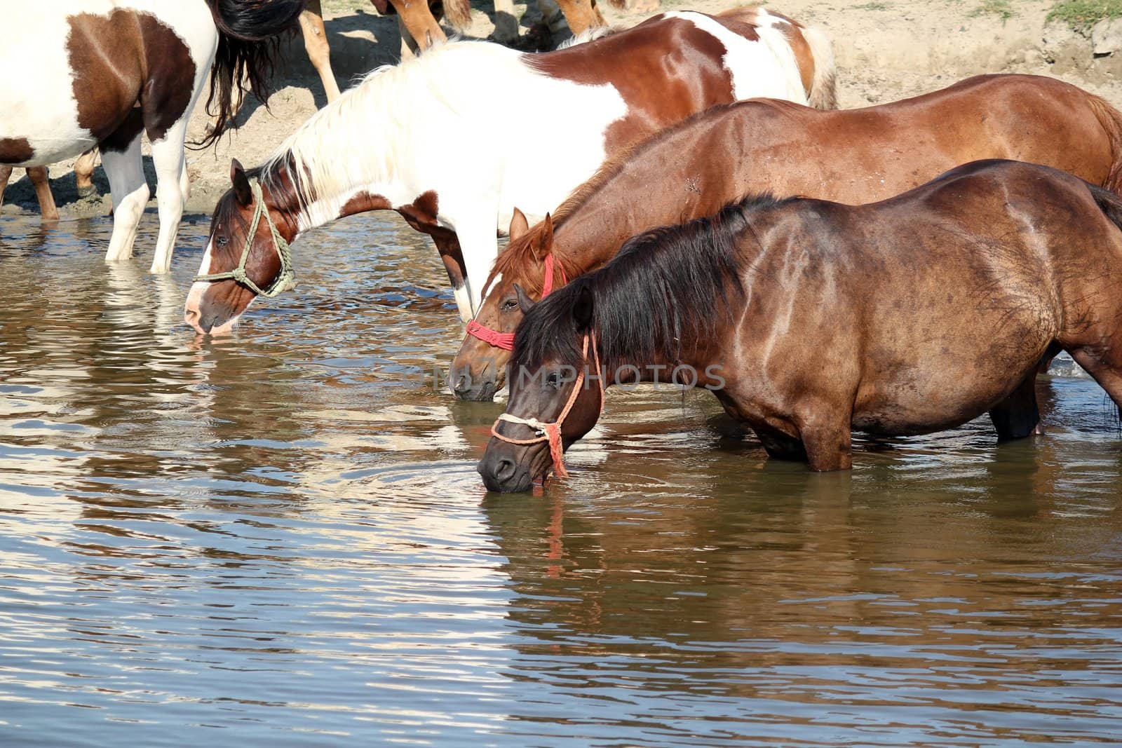 horses drink water nature scene