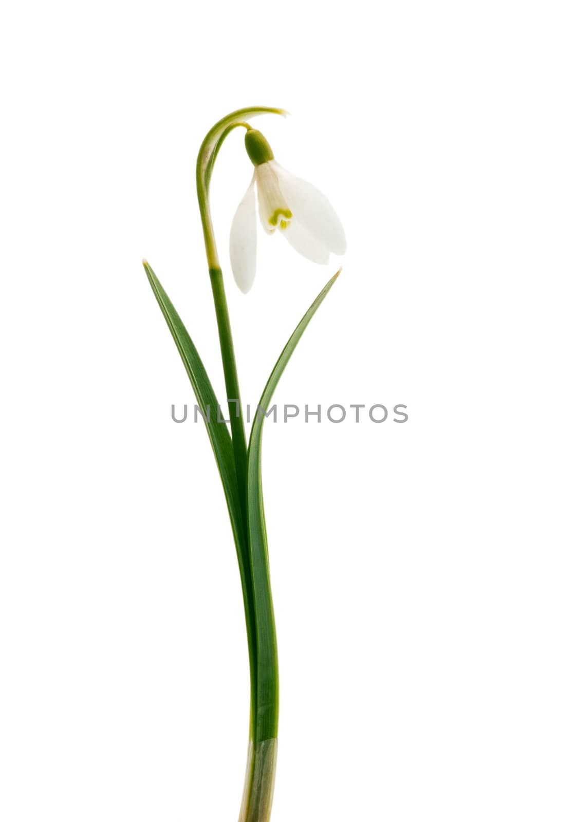 Spring snowdrop flower isolated on white background