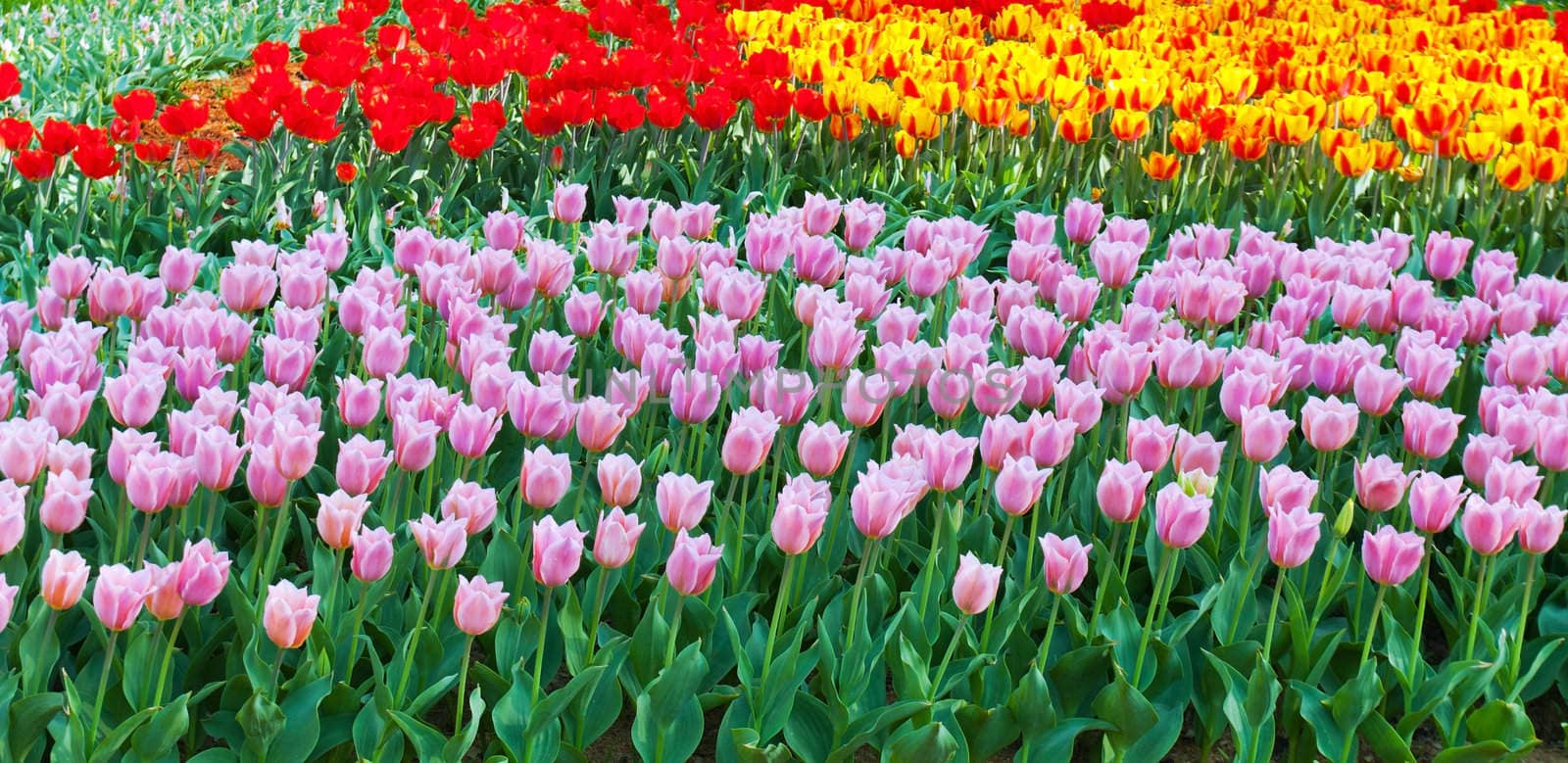 tulips purple, yellow and red spring bed