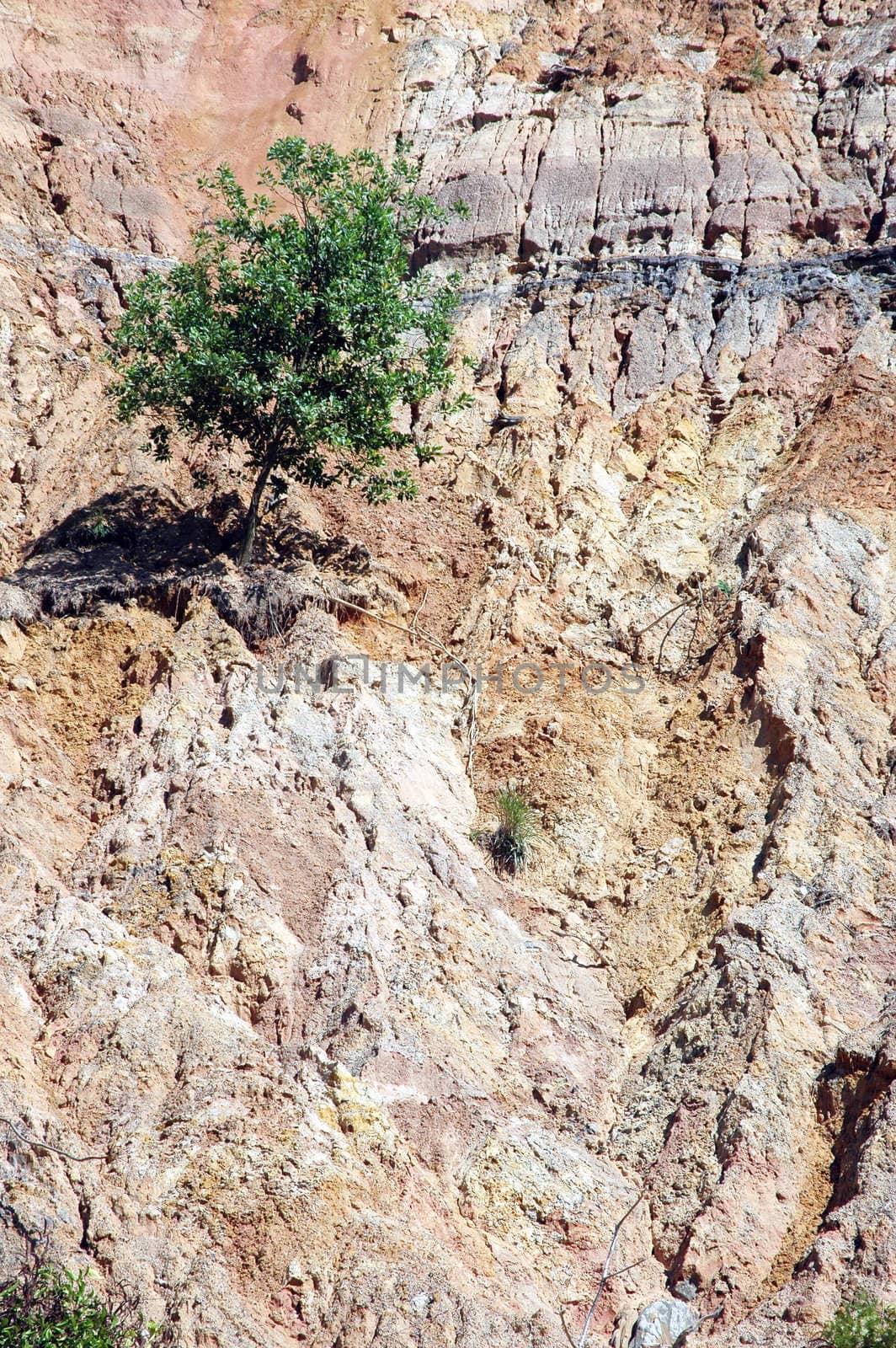 single tree on eroded mountain