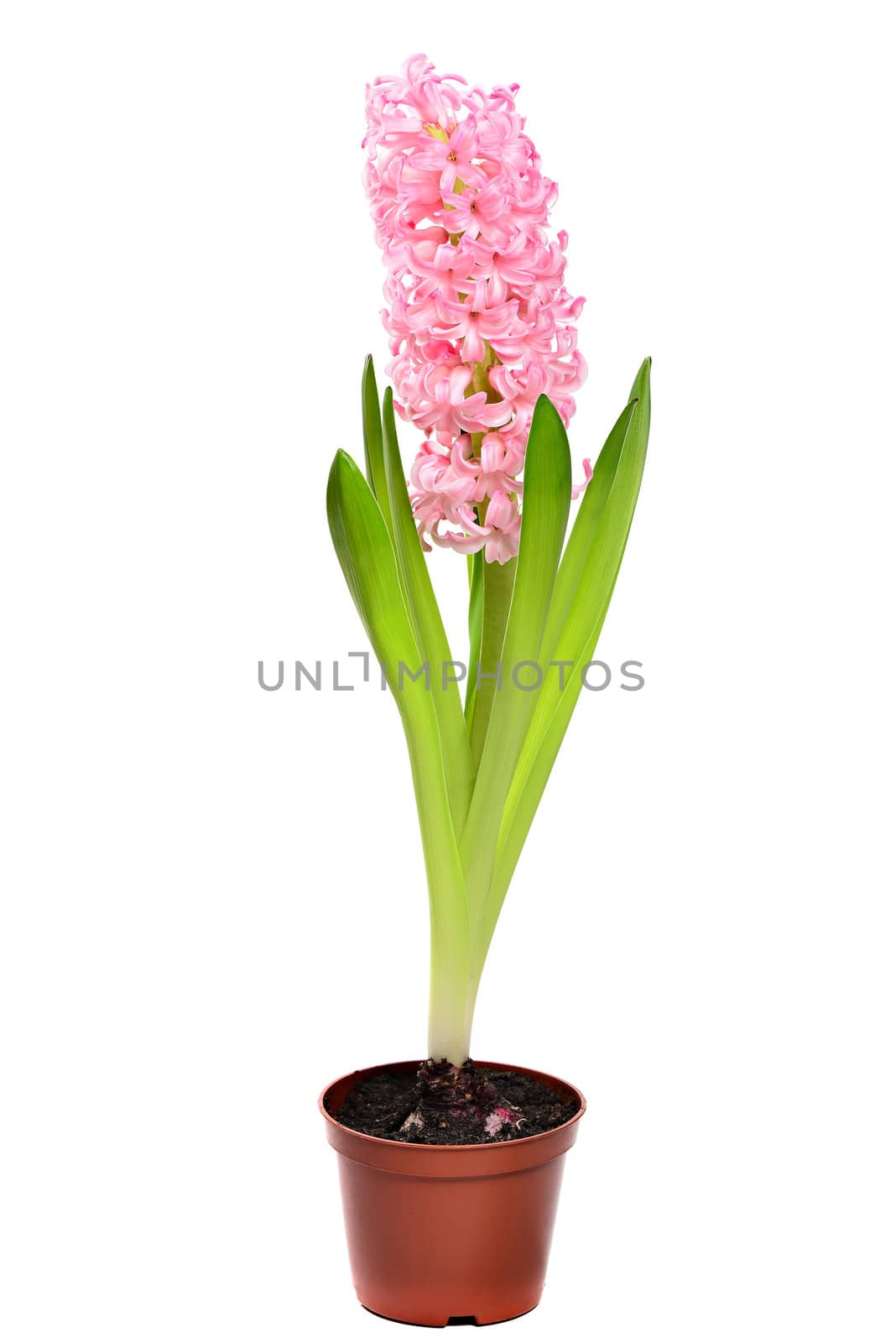 Colourful Hyacinth isolated on white background