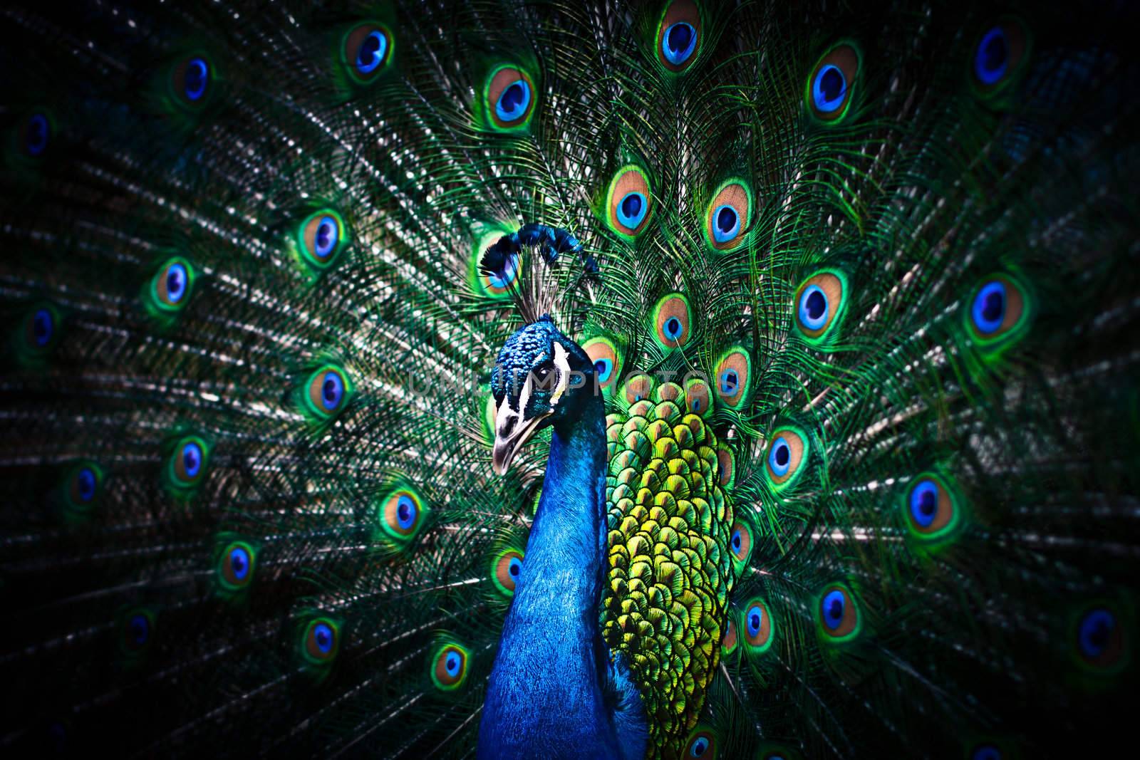Peacock with Feathers Out by palinchak