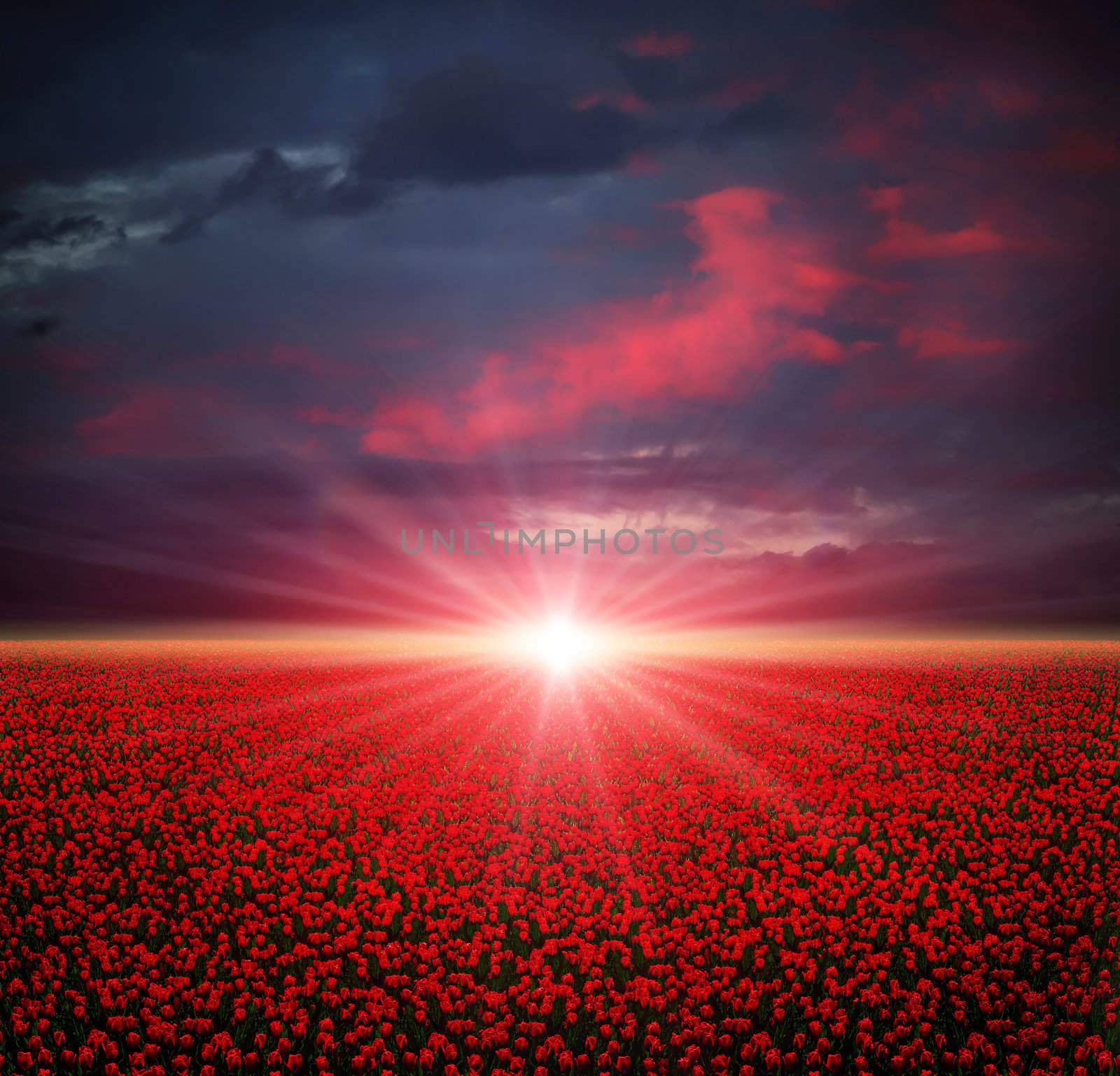 Sunset on the blooming red tulips field