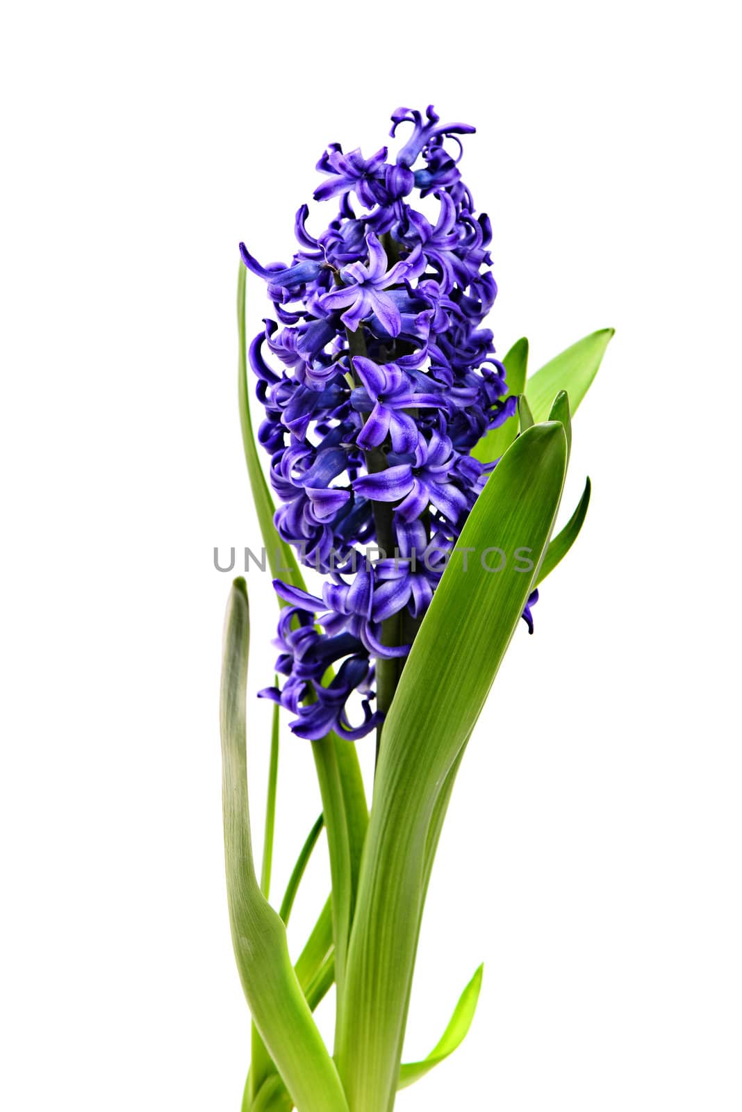 Colourful Hyacinth isolated on white by Draw05