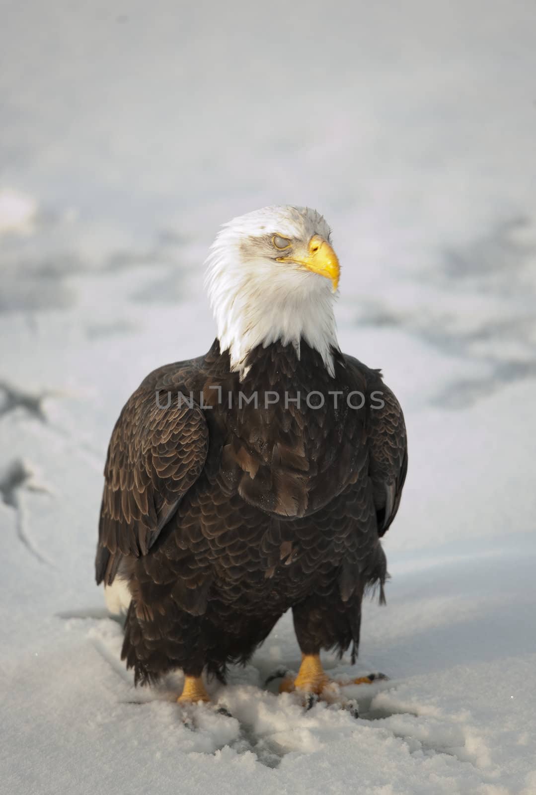 Bald Eagle (Haliaeetus leucocephalus) sitting on a snow. Alaska.