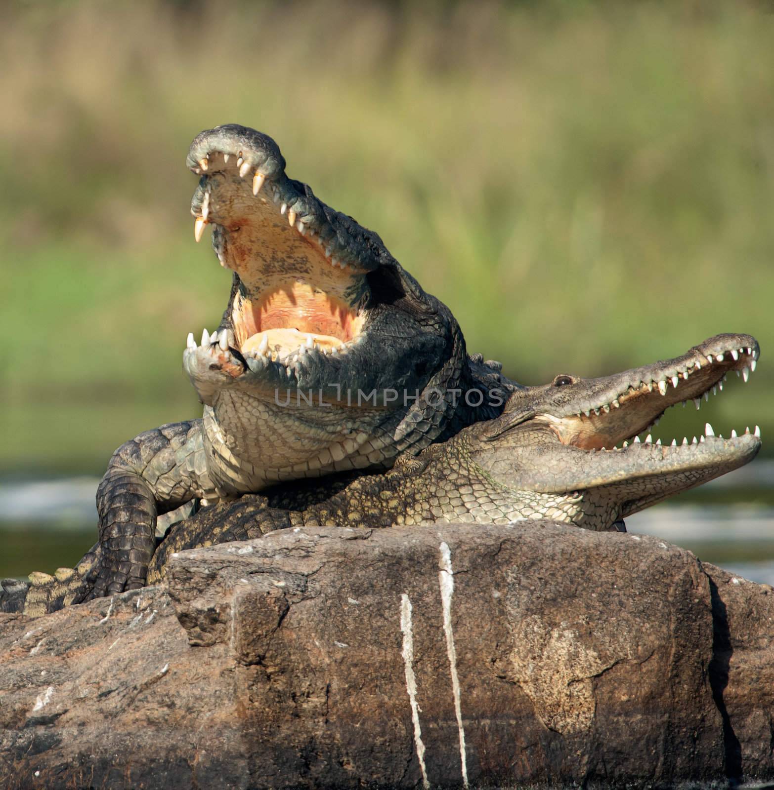 Nile crocodile. Two crocodiles , saving opened from a heat to graze, sit on one big stone in the middle of sources of Nile.