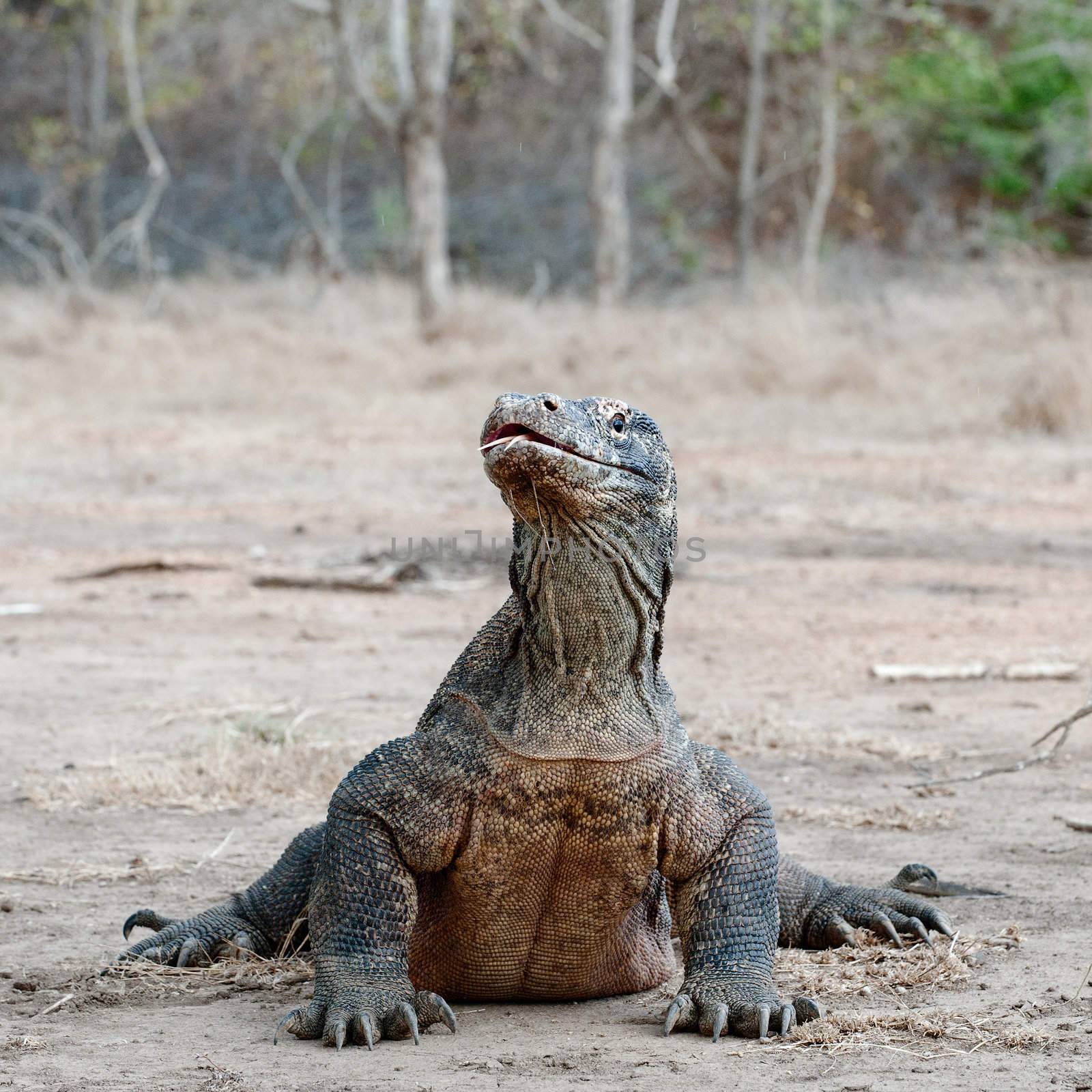 The Komodo dragon, Varanus komodoensis, is the biggest living lizard in the world, Indonesia.