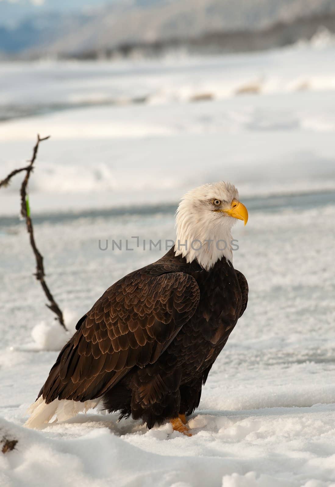 Bald Eagle. by SURZ