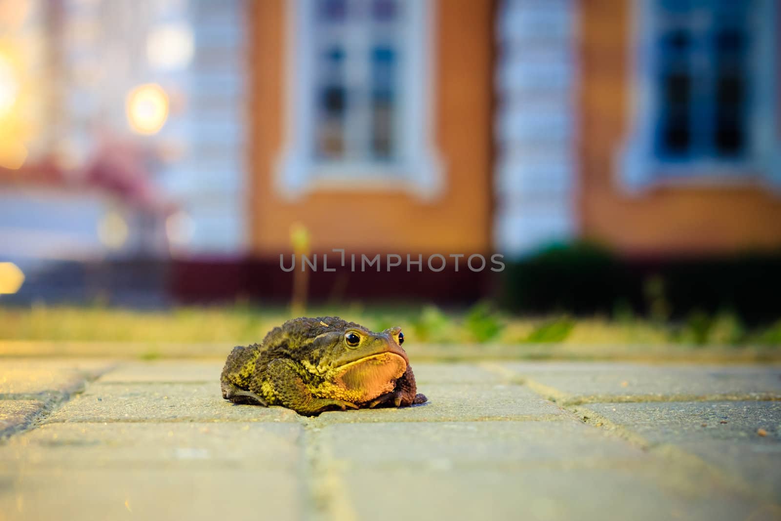 A close up of the toad in night