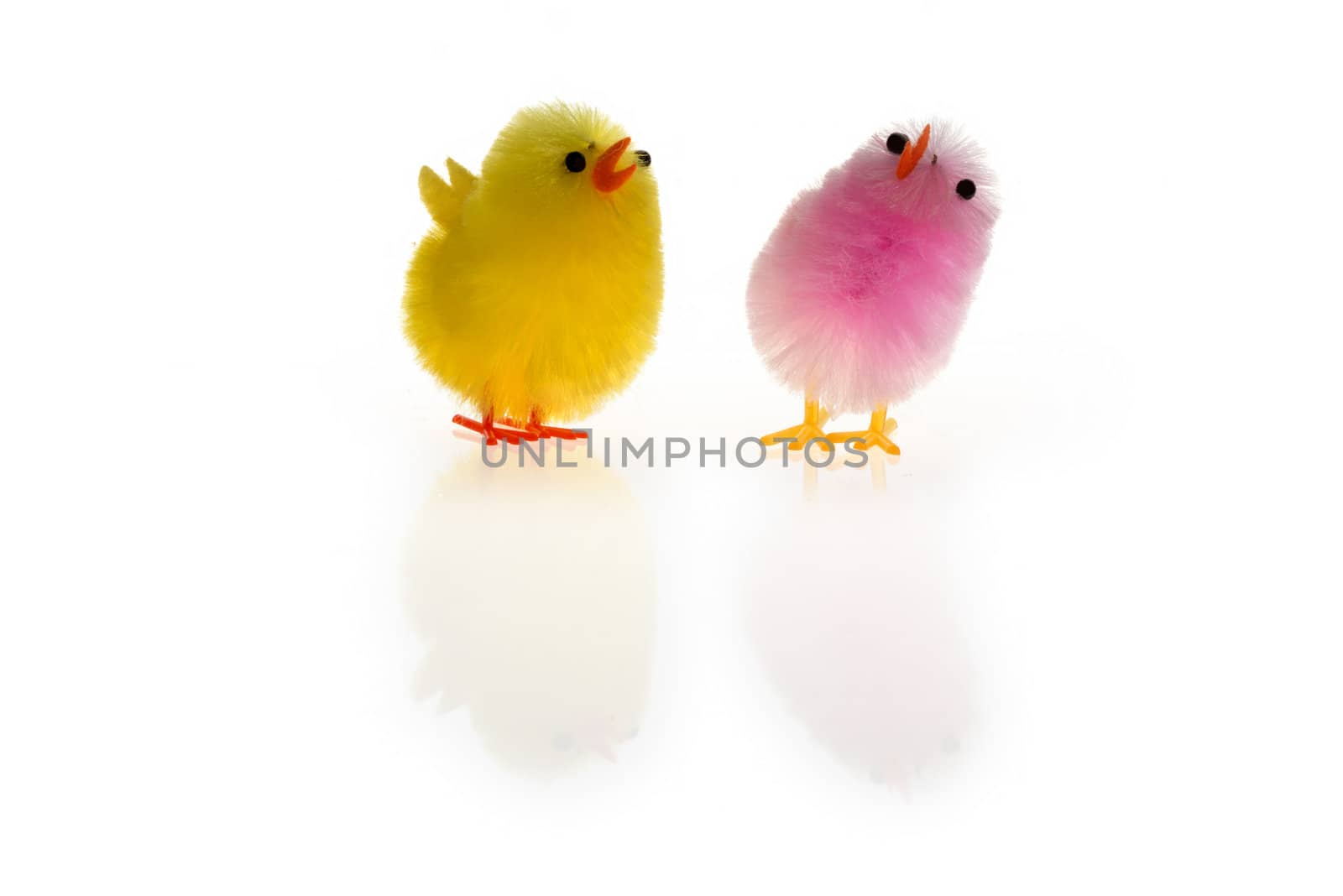 Easter chicks of two colours isolated on white