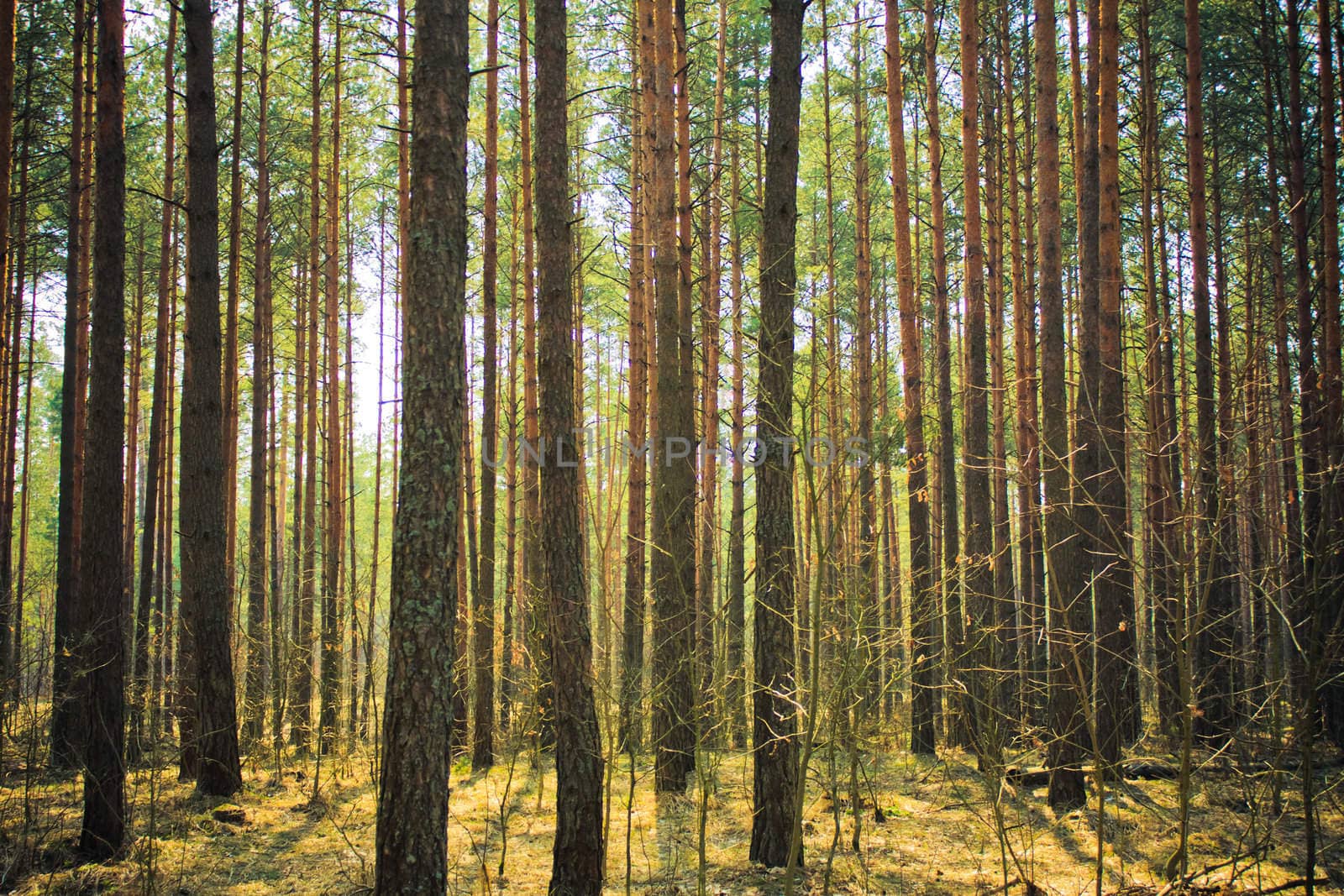 Rays of the rising sun pass between the trees in the spring woods.