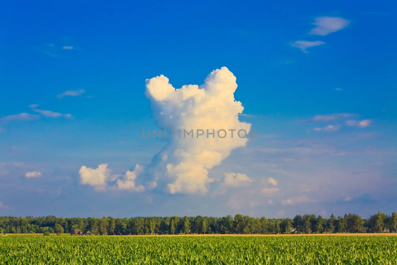 A corn field in summer