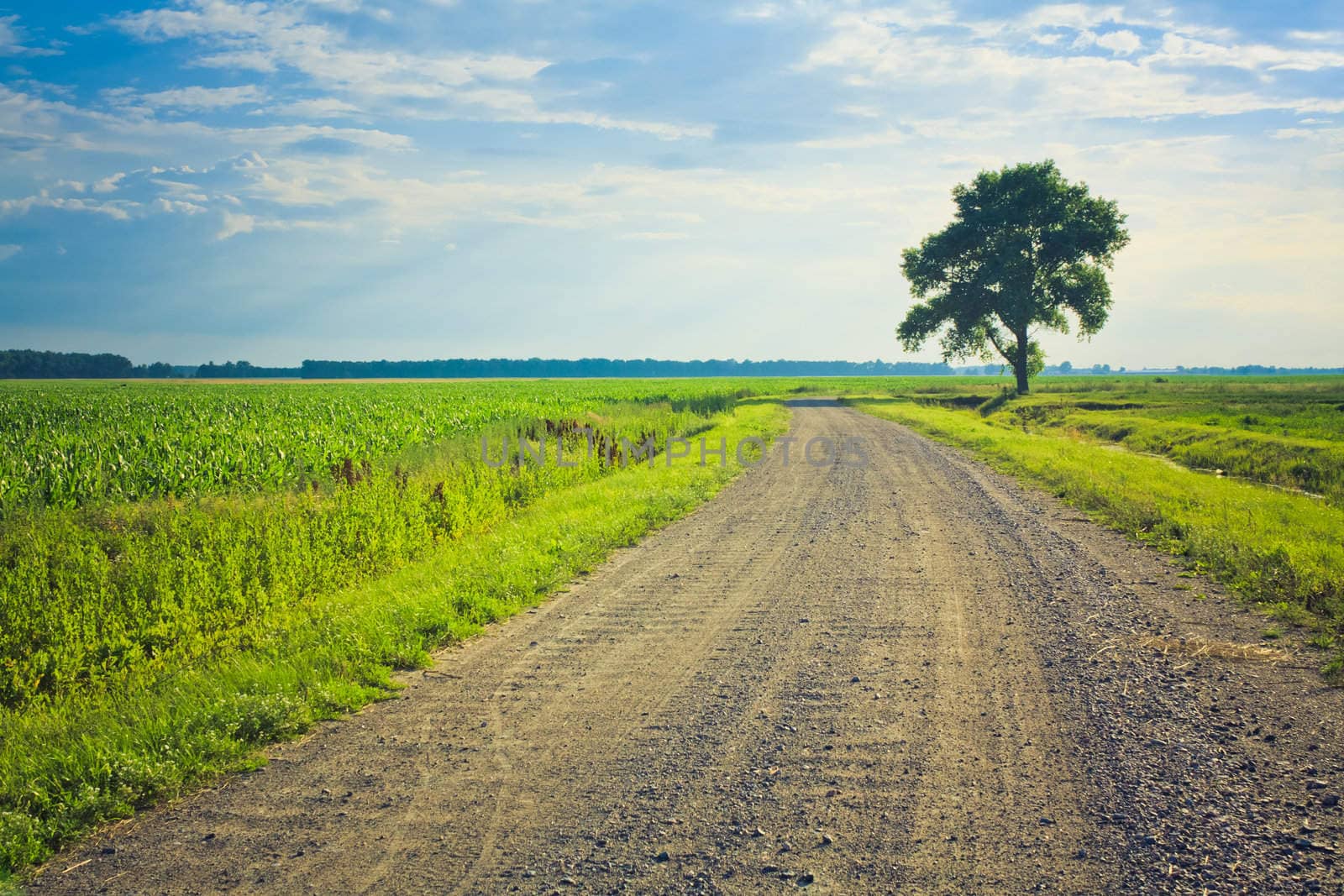 dusty road with alone tree by ryhor