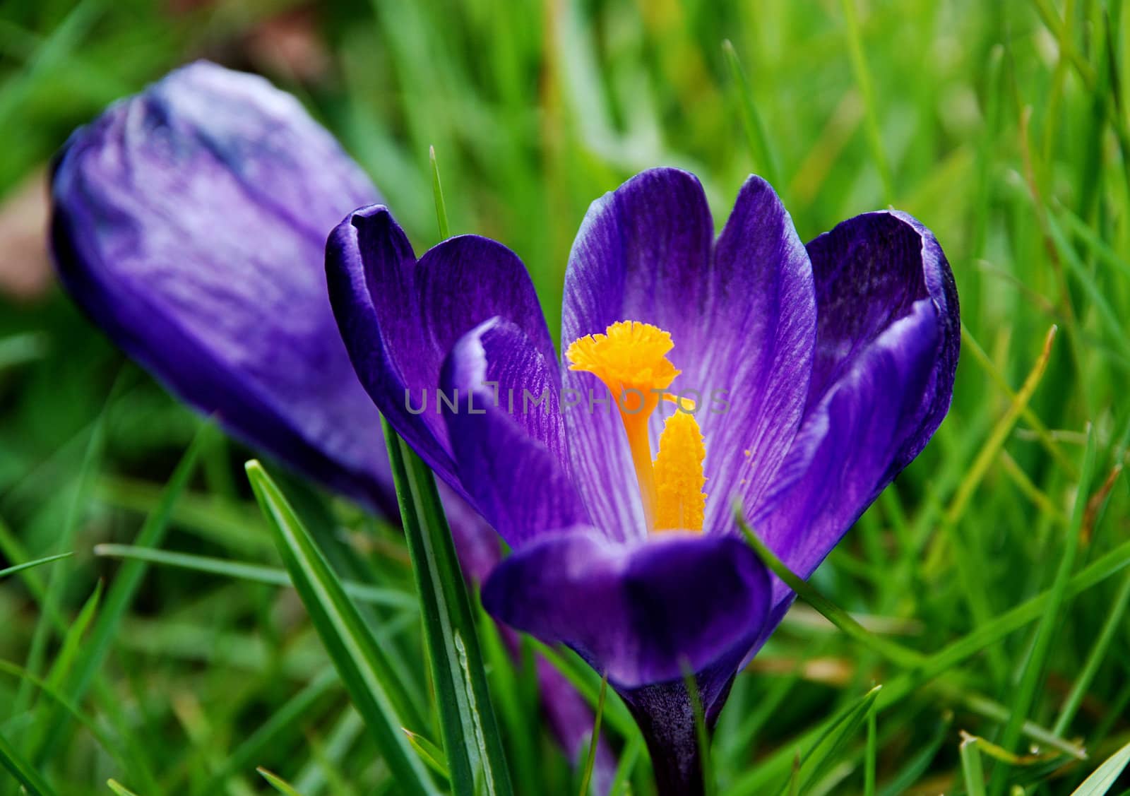 Deep purple crocus bloom in the grass with a closed bloom in the background