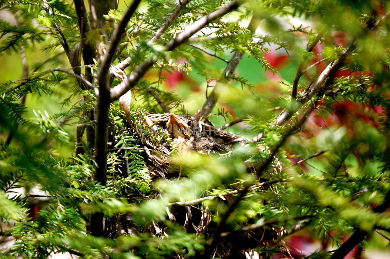 Baby Bird Beaks