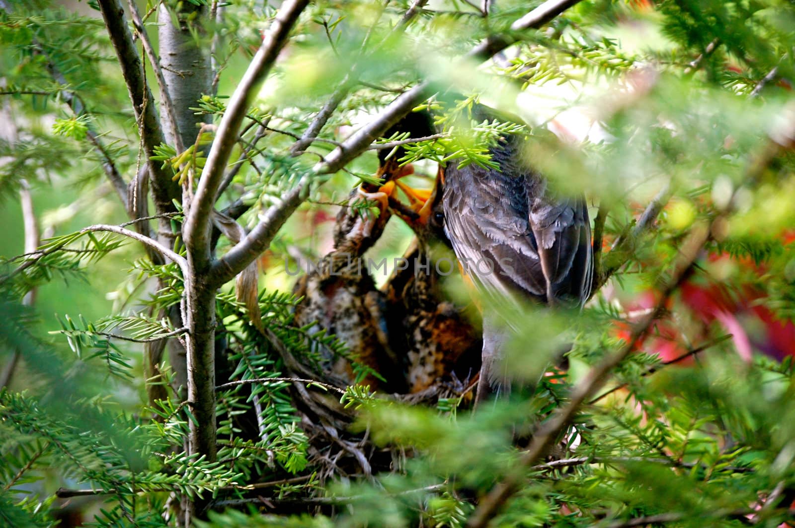 Baby Birds being Fed-1 by RefocusPhoto