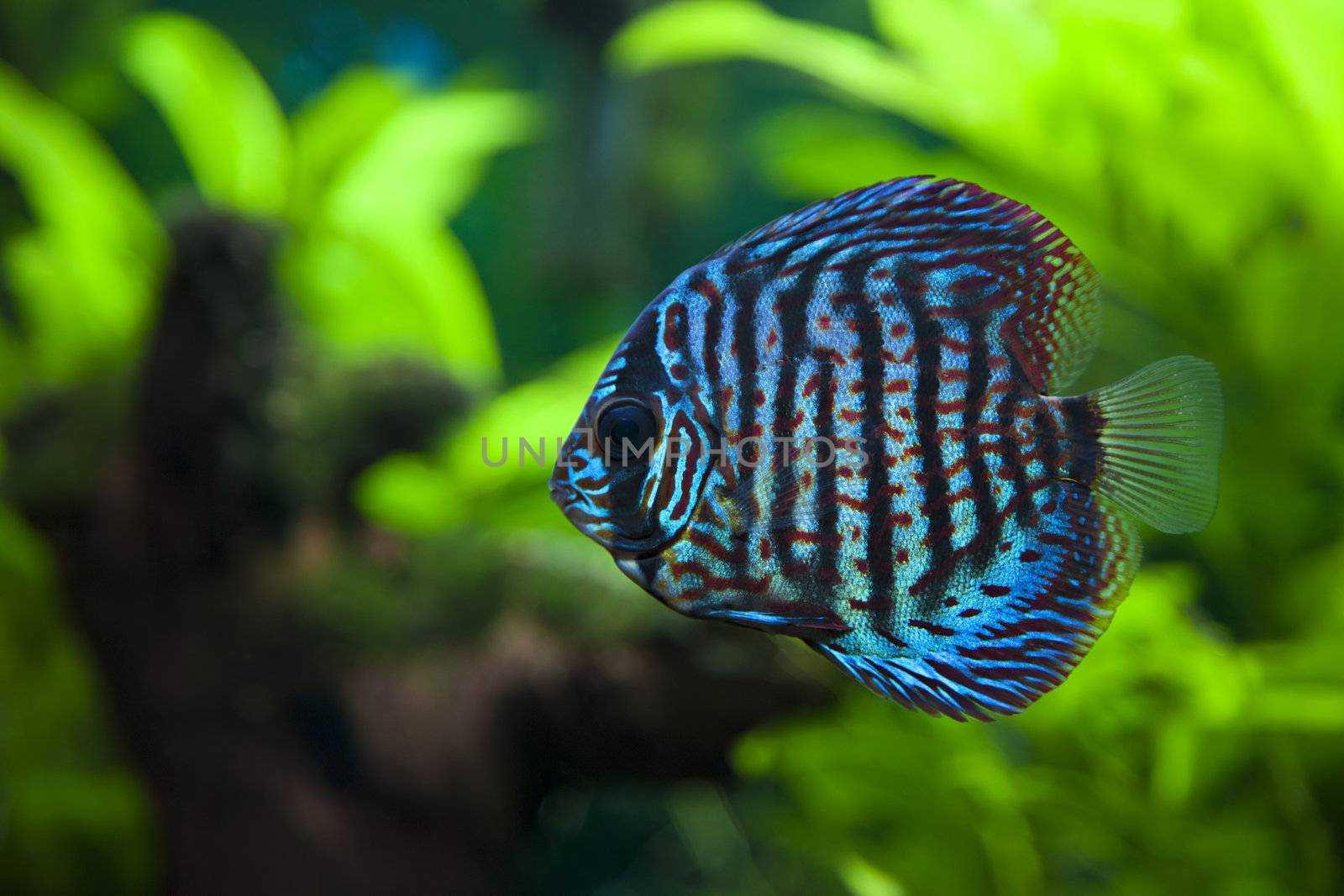 A colorful close up shot of a Discus Fish