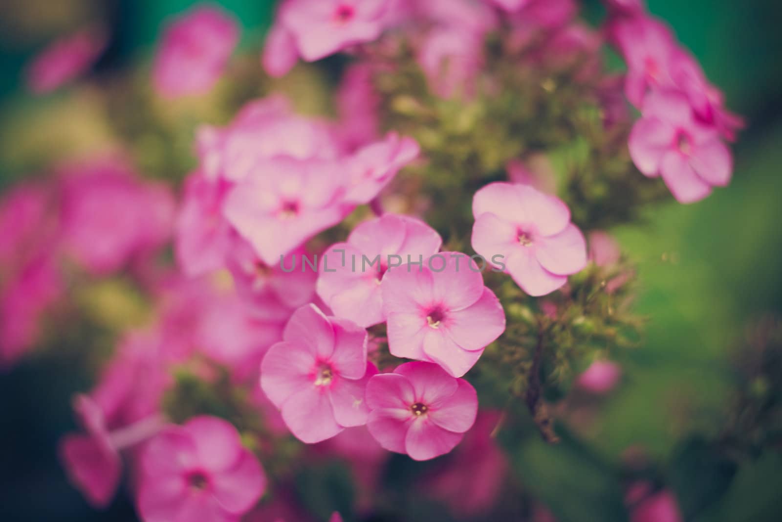 Green grass and pink flowers by ryhor
