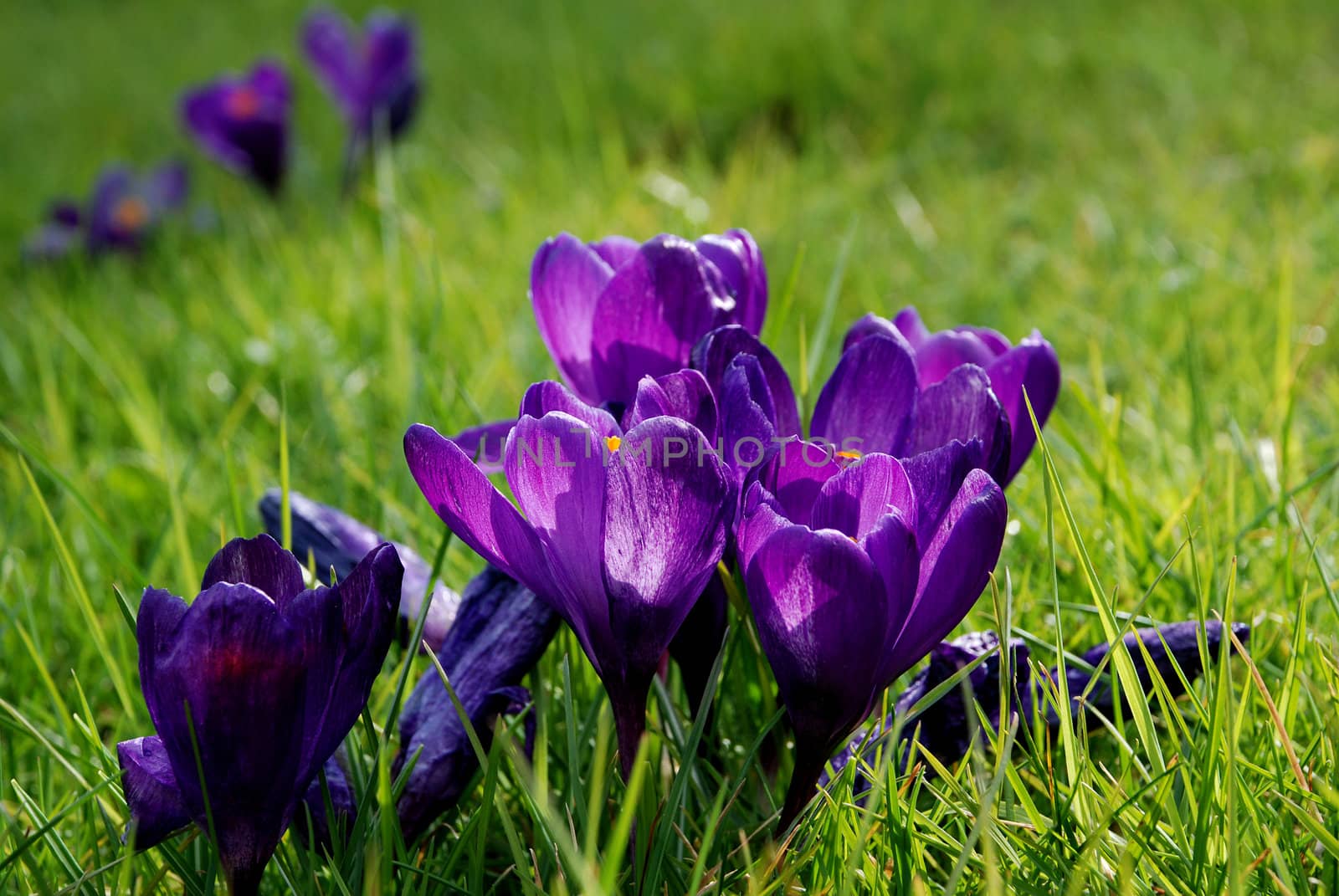 Ground level view of purple crocuses in the beautiful spring sunshine