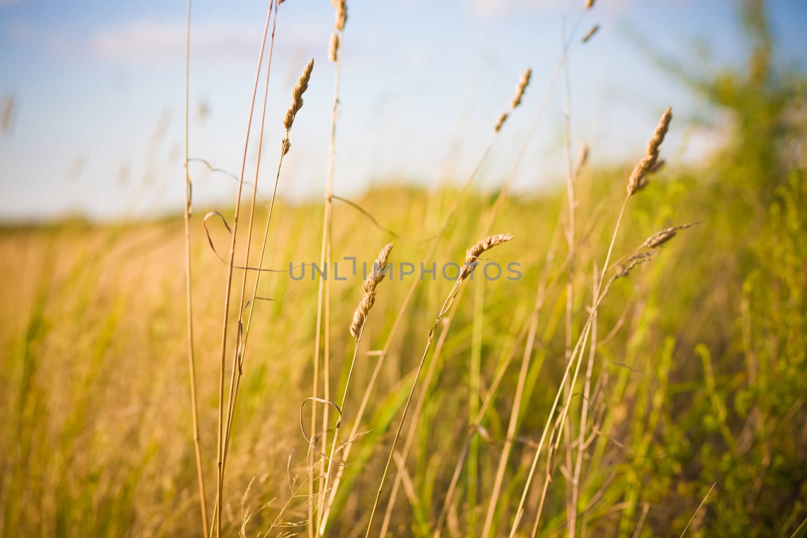 Field of grass on summer day.