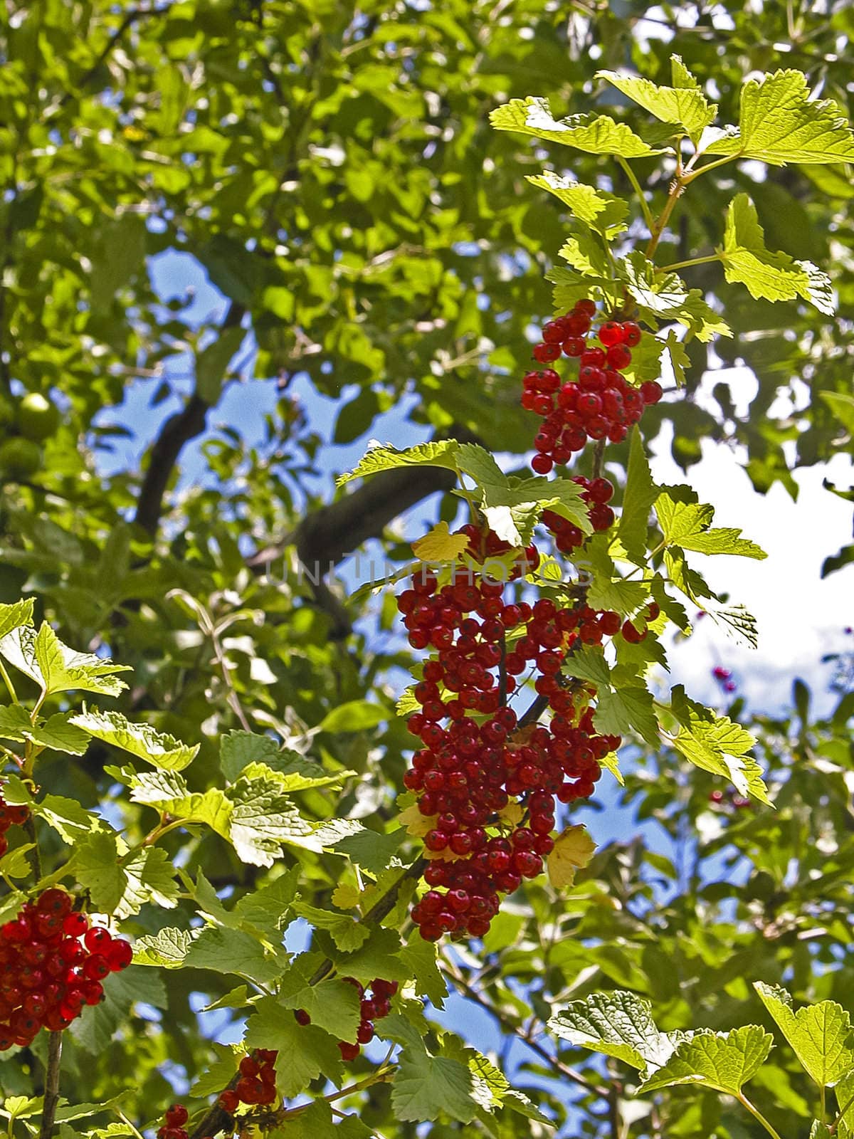 maturation of the currant in medium summer