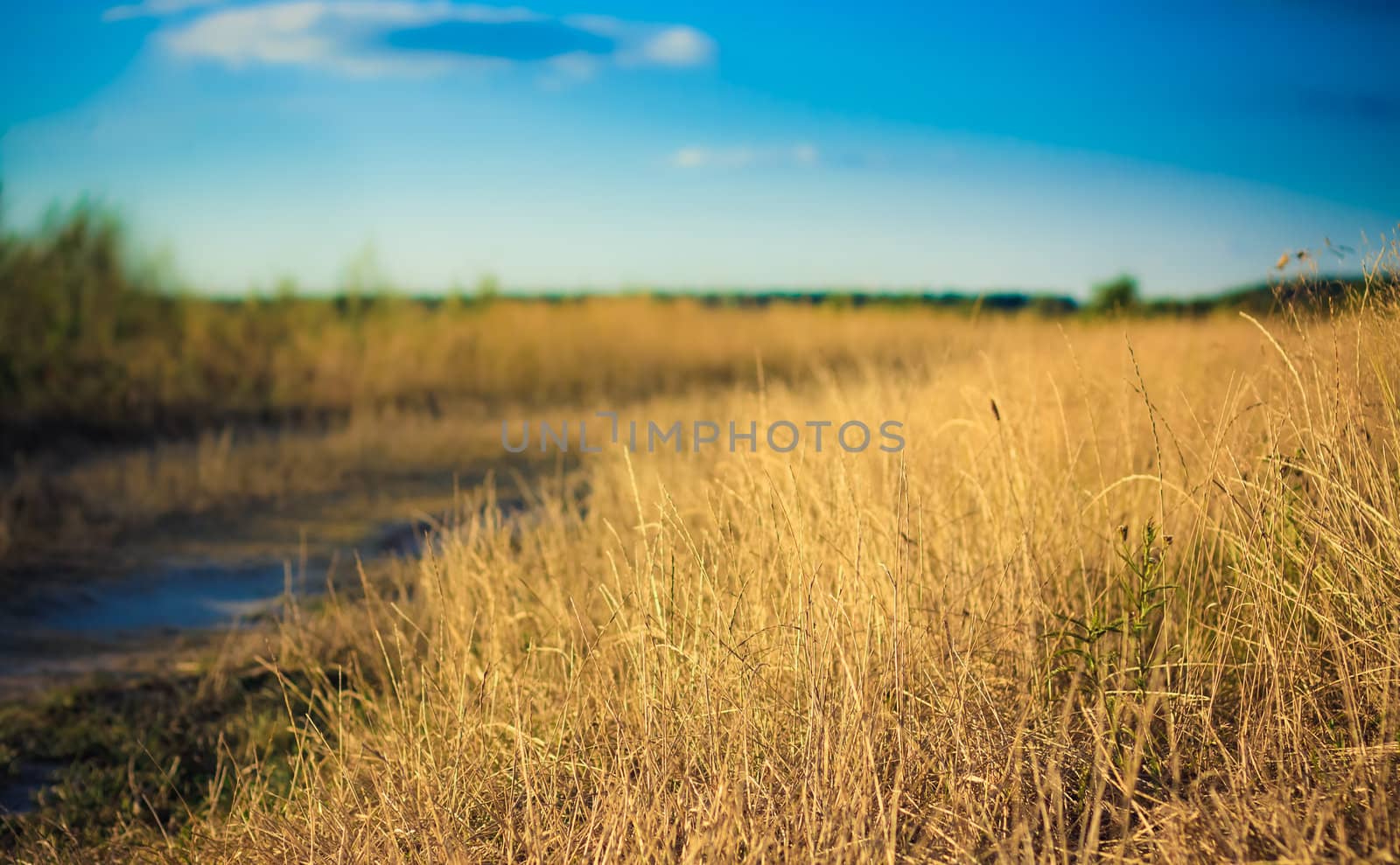 Field of grass on summer day.